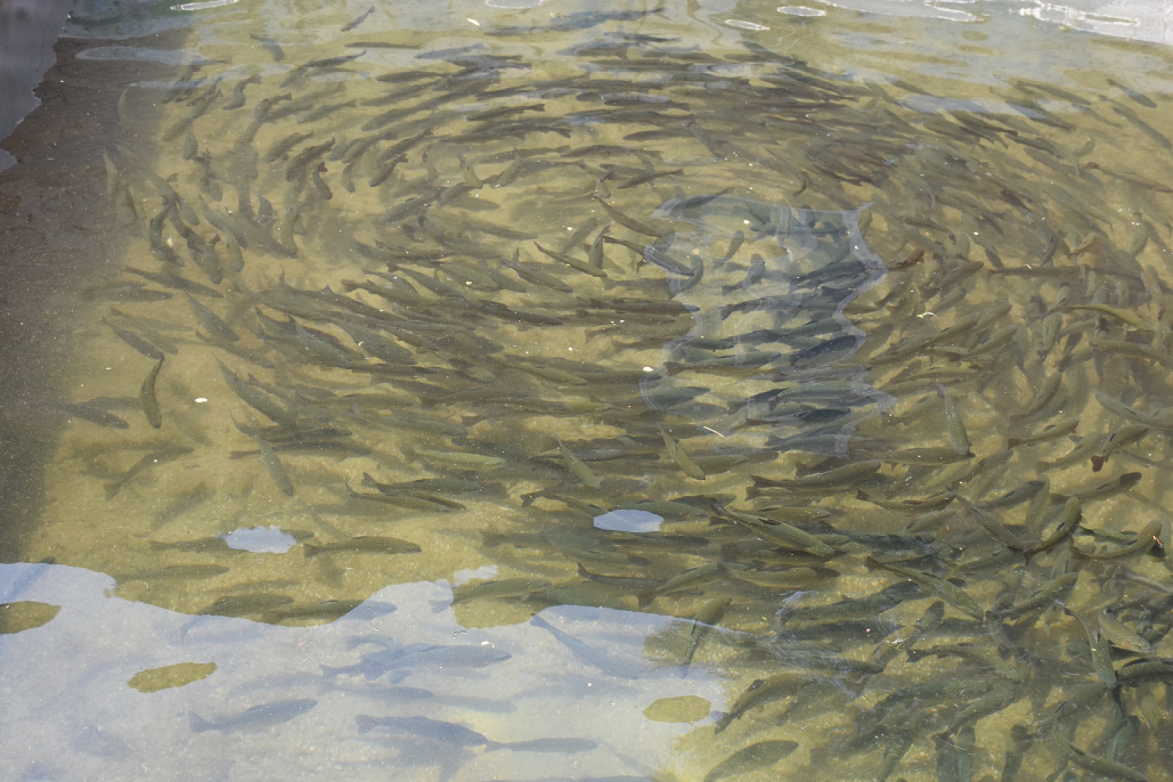 Malatya'da alabalık üretimine devlet desteği: Tesis sayısı 66'ya, üretim 16 bin tona çıkacak!