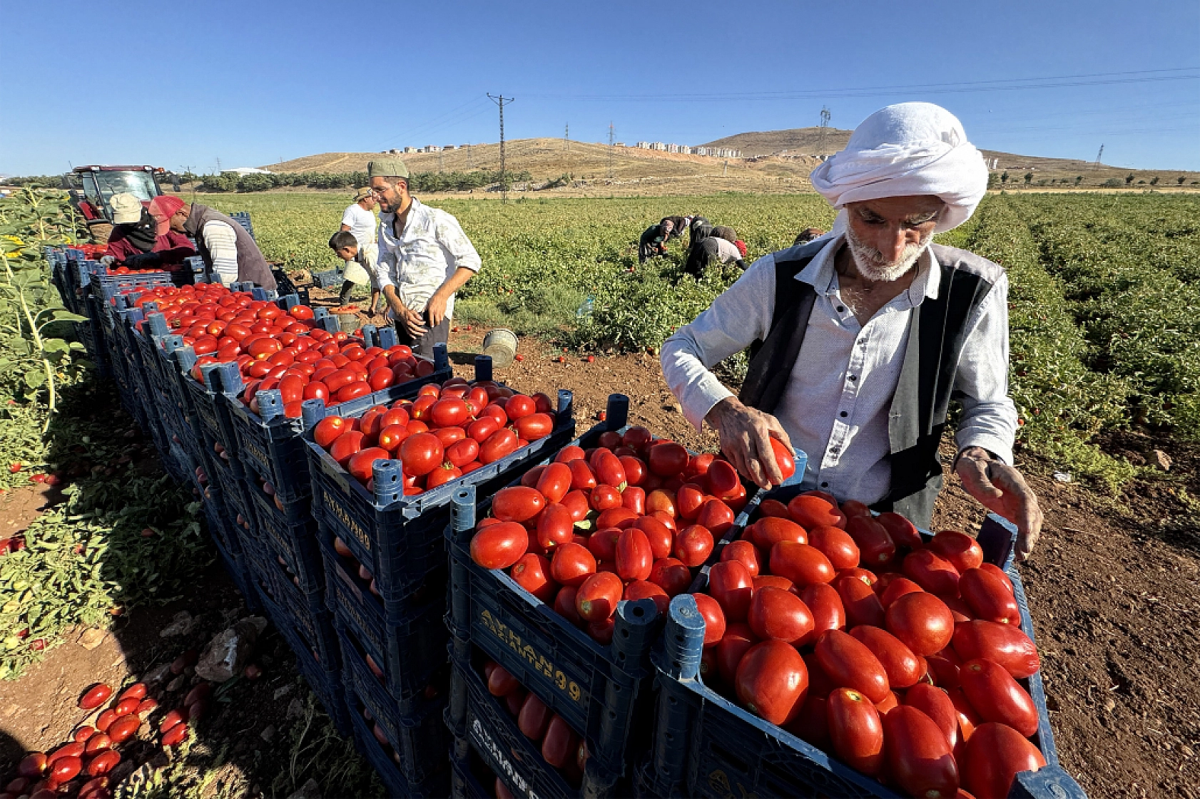 Şanlıurfa'dan Elazığ'a geldiler... Tarla kiraladılar.. Üretim yaparak Elazığ'dan Malatya'ya gönderiyorlar...