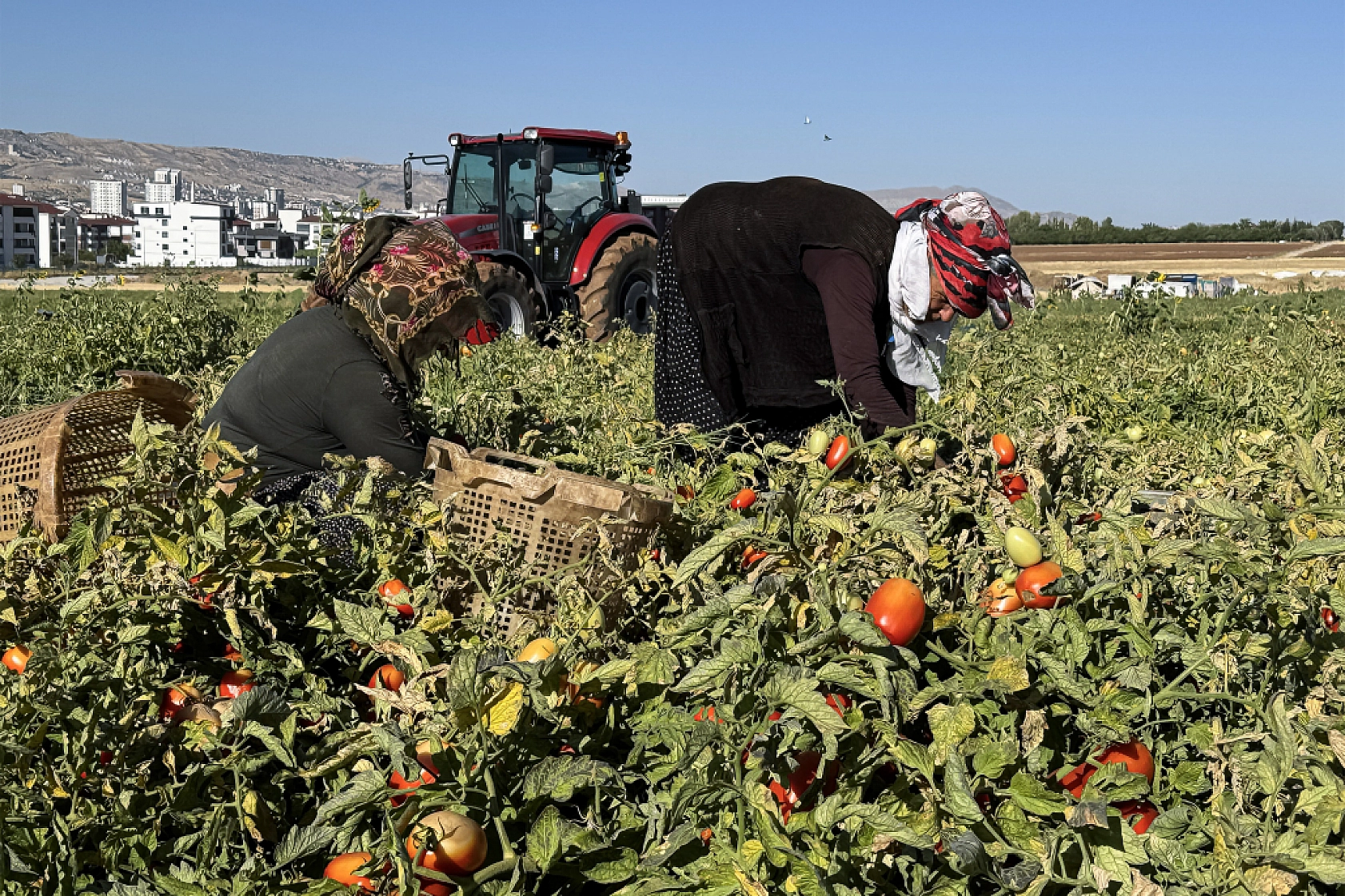 Şanlıurfa'dan Elazığ'a geldiler... Tarla kiraladılar.. Üretim yaparak Elazığ'dan Malatya'ya gönderiyorlar...