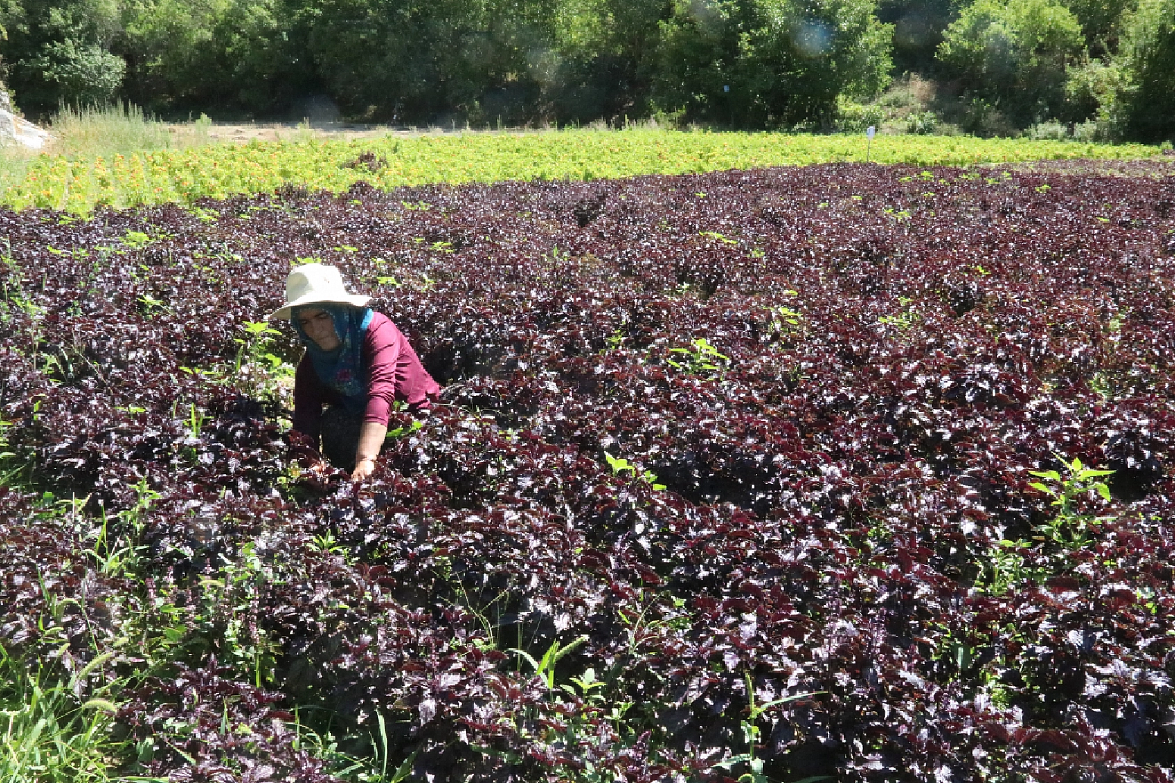 Arapgir'in tescilli ürünlerinde bereket: Üreticinin yüzü güldü!