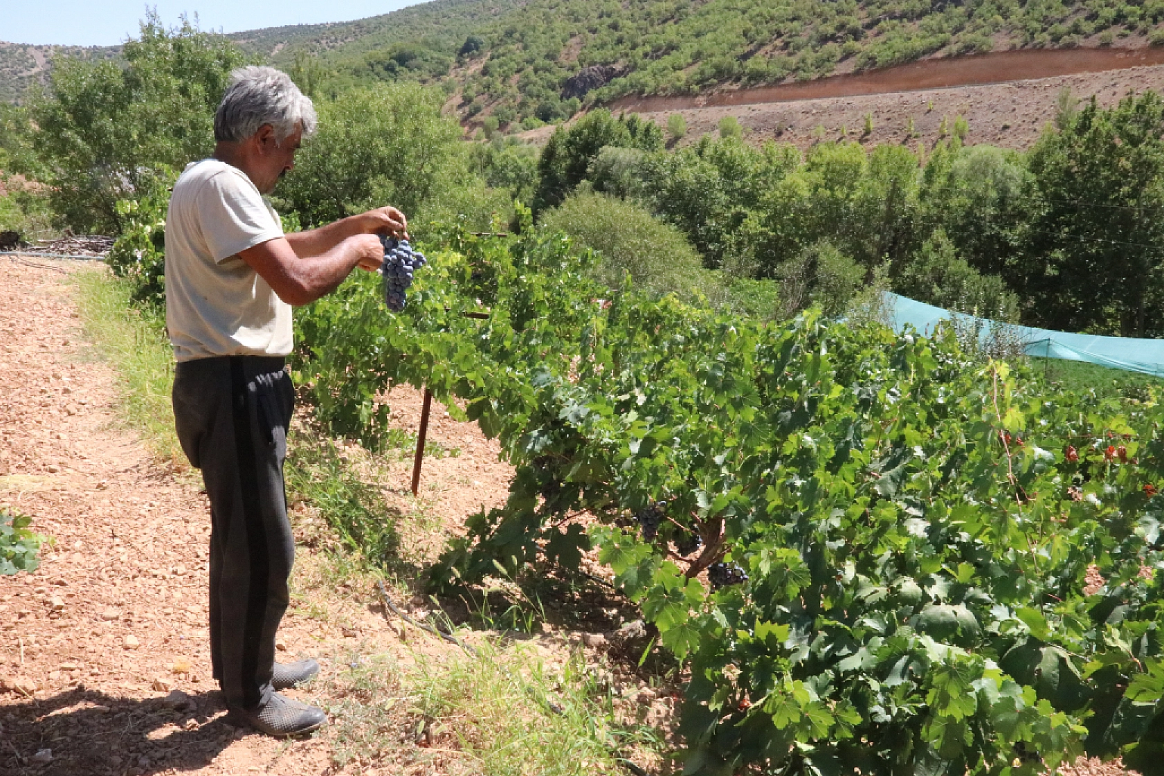 Arapgir'in tescilli ürünlerinde bereket: Üreticinin yüzü güldü!