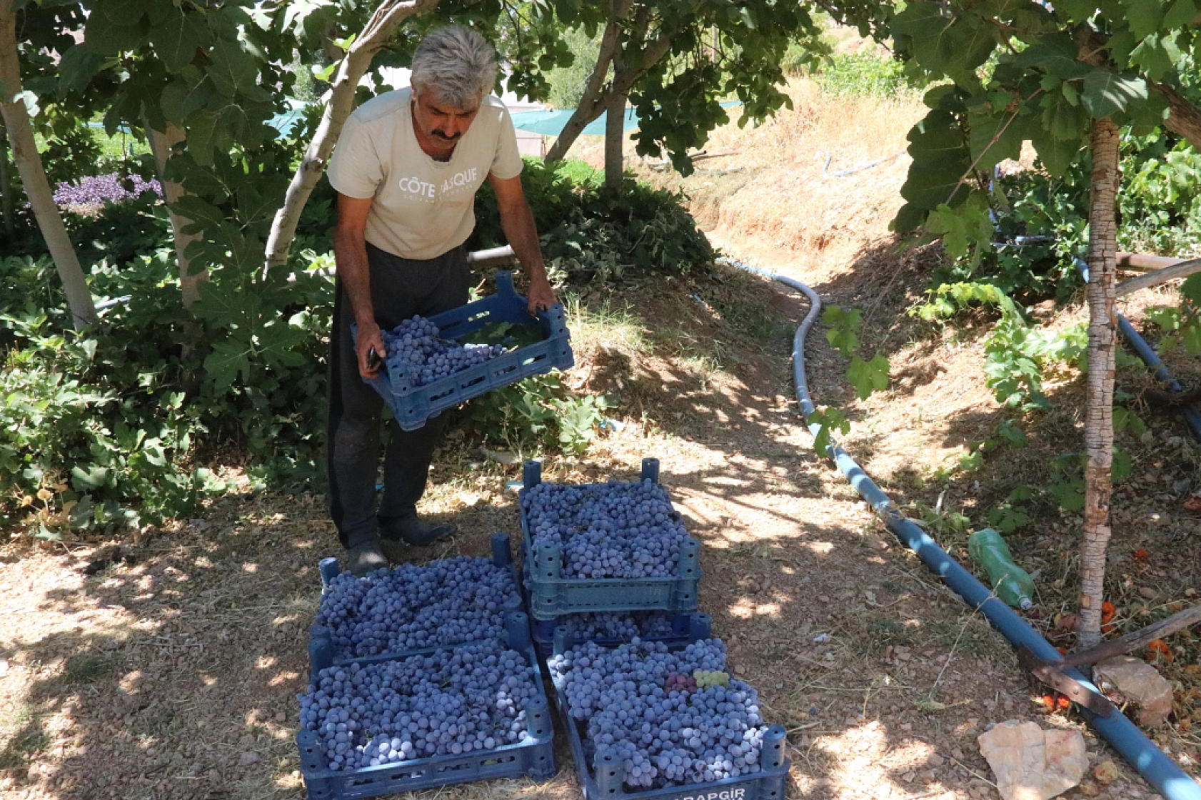 Arapgir'in tescilli ürünlerinde bereket: Üreticinin yüzü güldü!
