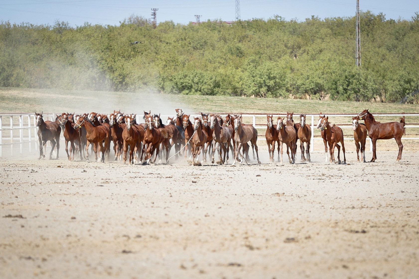 Geleceğin şampiyonları Malatya'da yetişiyor! 110 Safkan Arap tayı dünyaya geldi
