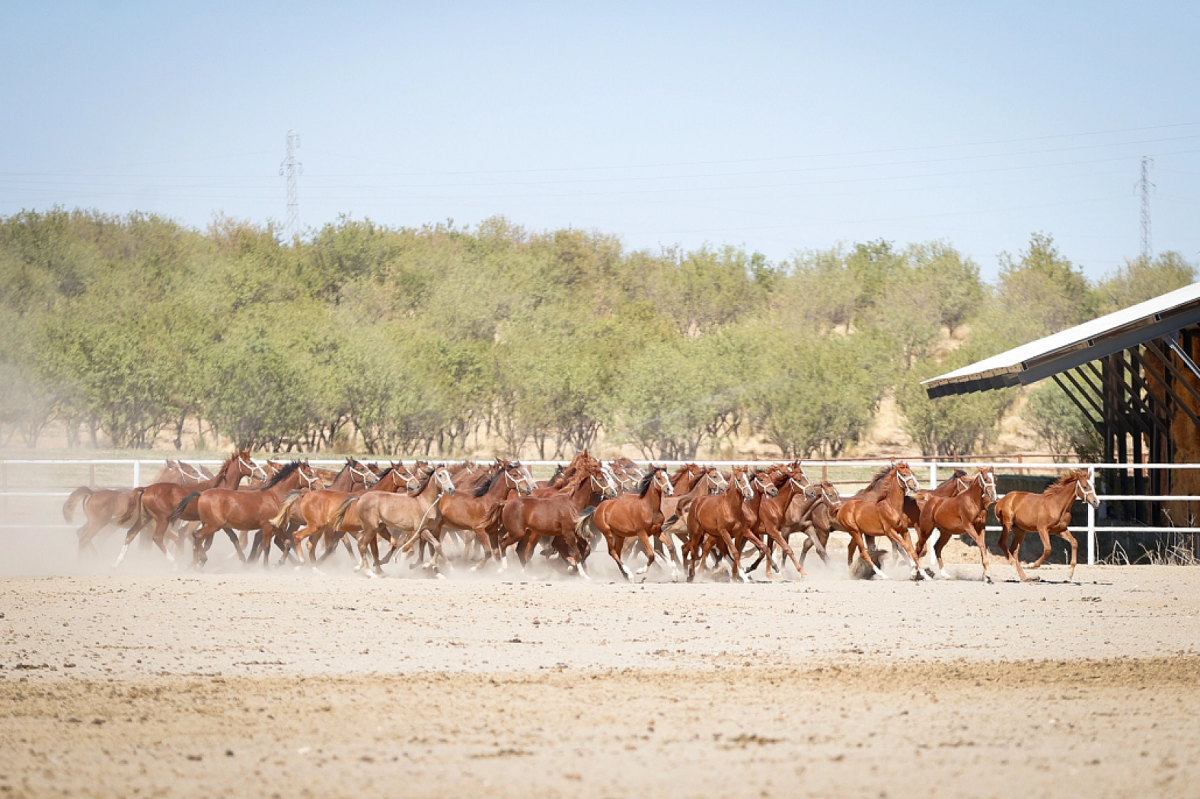 Geleceğin şampiyonları Malatya'da yetişiyor! 110 Safkan Arap tayı dünyaya geldi