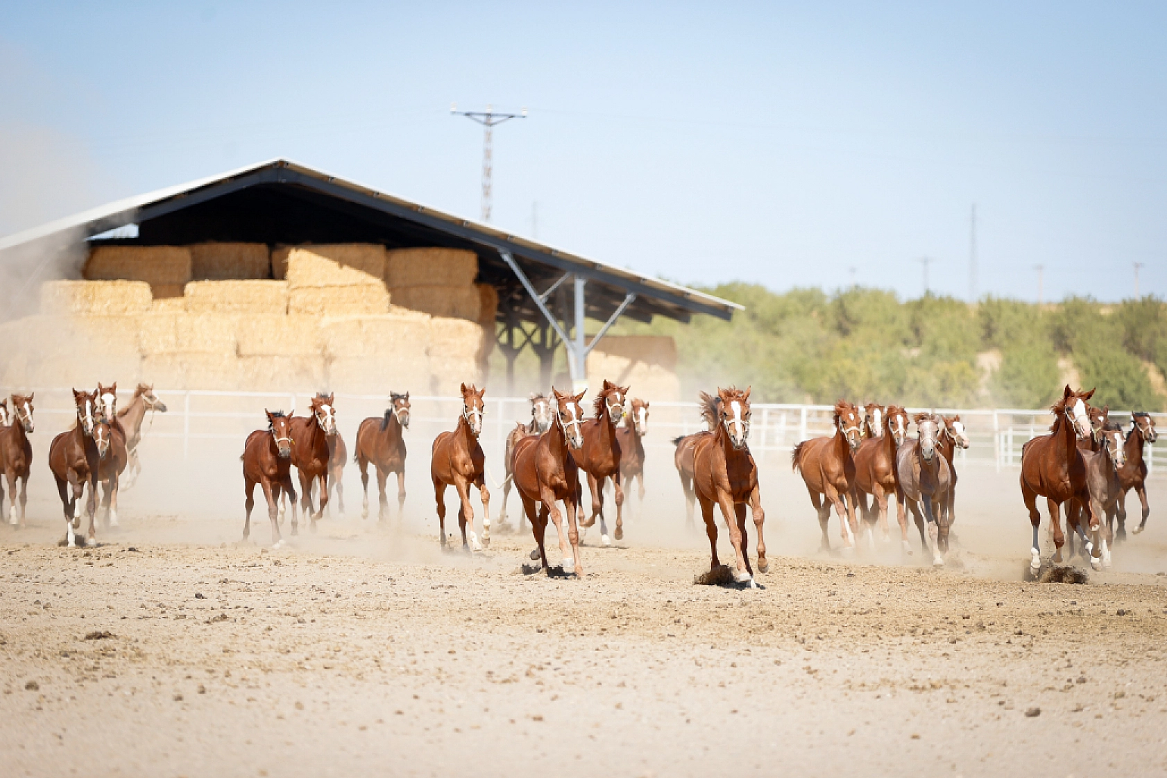 Geleceğin şampiyonları Malatya'da yetişiyor! 110 Safkan Arap tayı dünyaya geldi