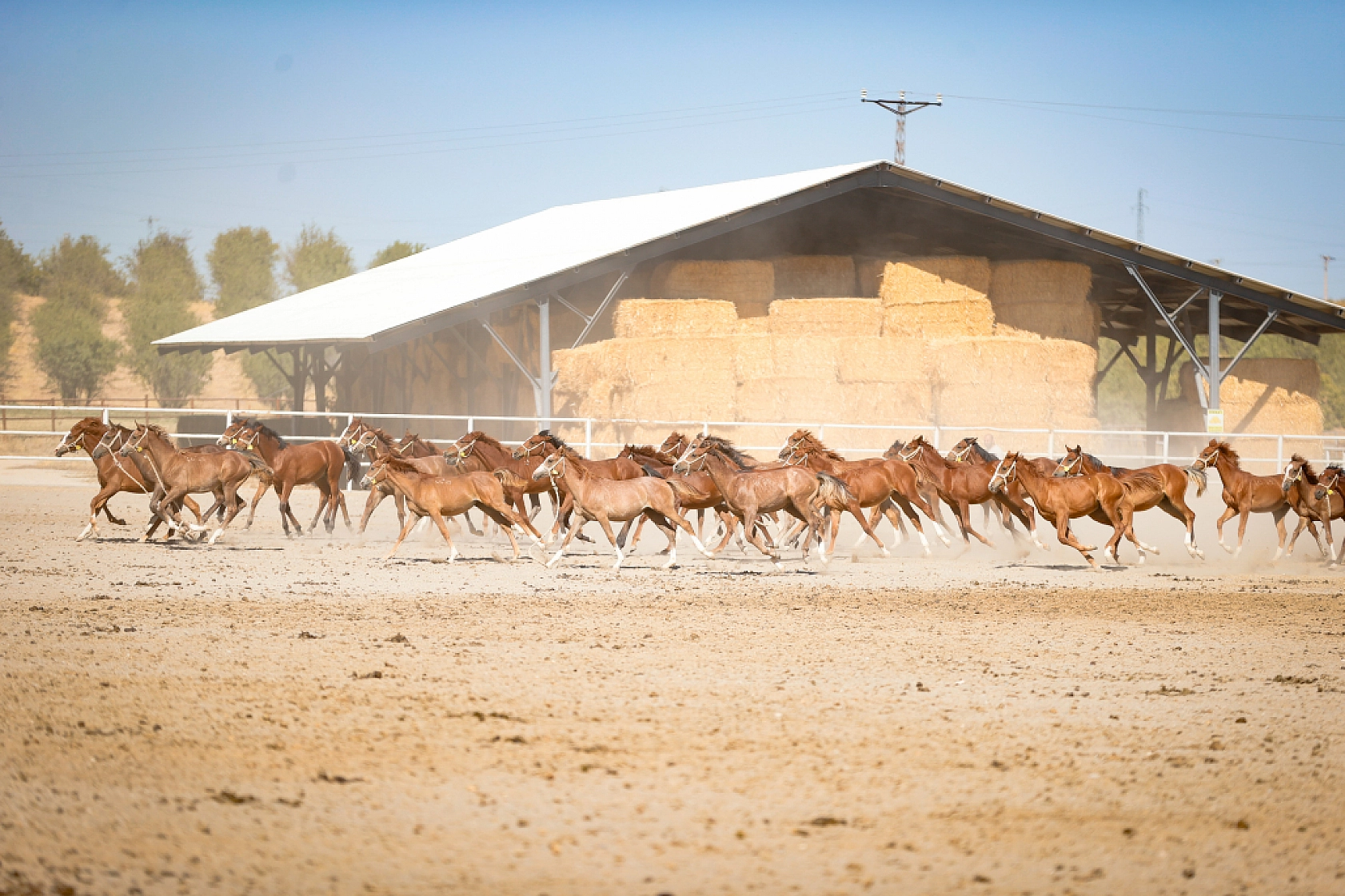 Geleceğin şampiyonları Malatya'da yetişiyor! 110 Safkan Arap tayı dünyaya geldi