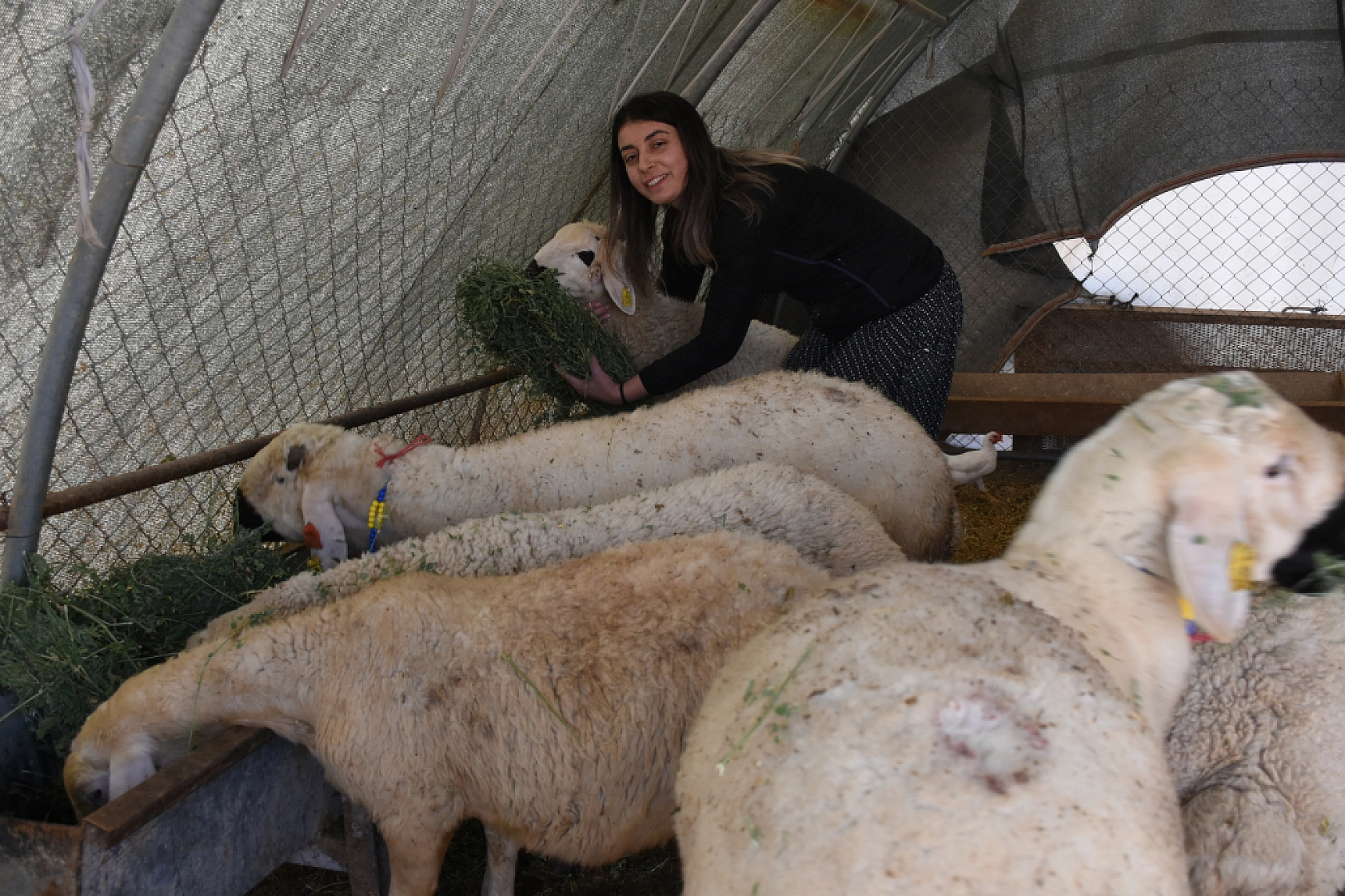 Malatya'da devlet desteğiyle başladı, 3 yılda 250 hayvana ulaştı