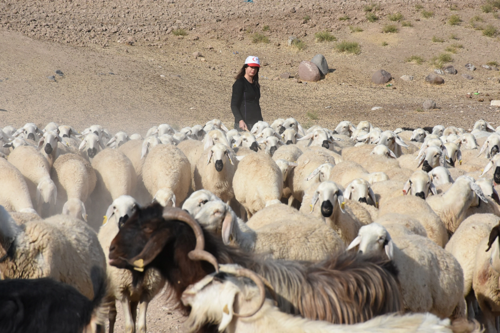 Malatya'da devlet desteğiyle başladı, 3 yılda 250 hayvana ulaştı
