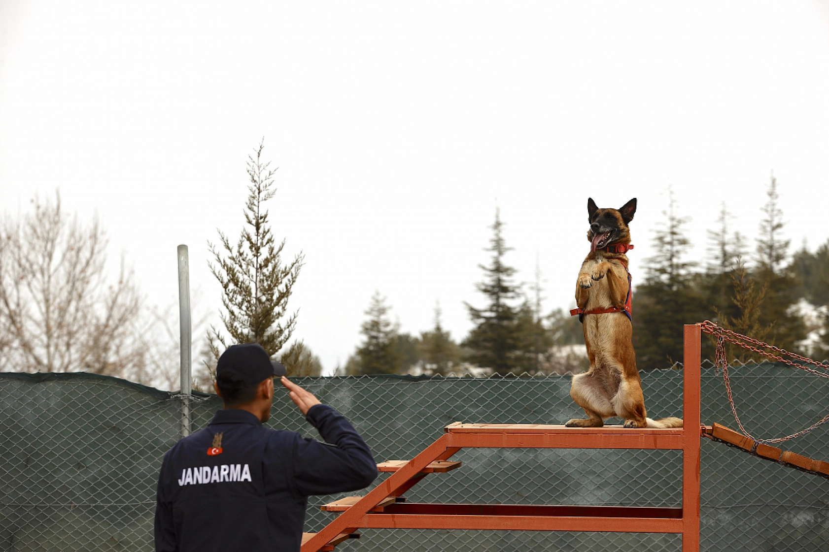 Malatya'nın kahraman köpeği Sima! Afetlerde görev başında