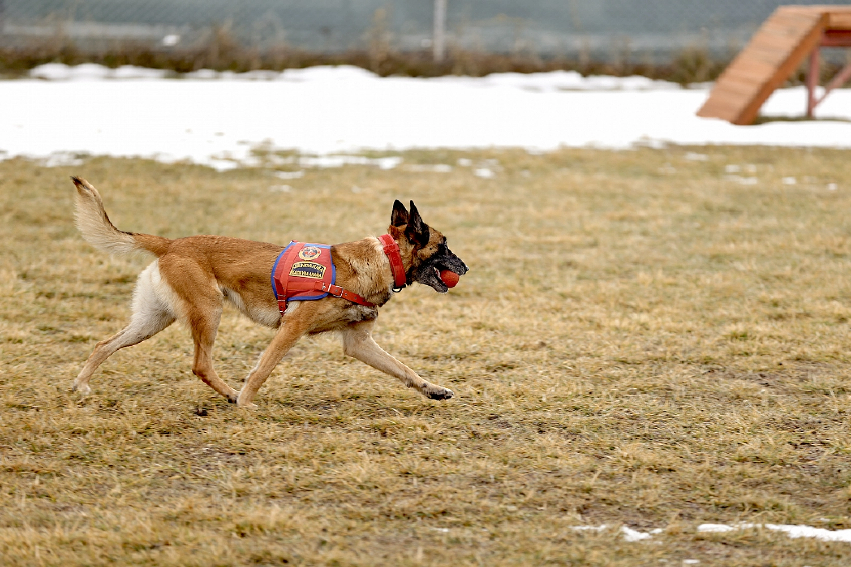 Malatya'nın kahraman köpeği Sima! Afetlerde görev başında