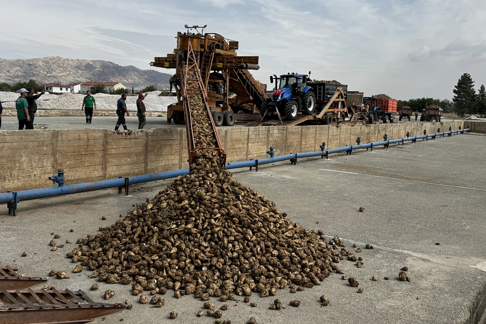 240 bin ton pancarın 50 bin tonu Malatya Şeker Fabrikası'nda işlenecek