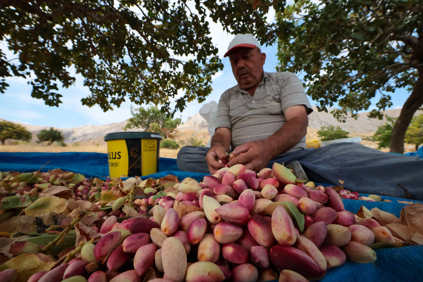 Malatya'da kayısıya alternatif olarak ekilmişti: 1,5 ton rekolte bekleniyor