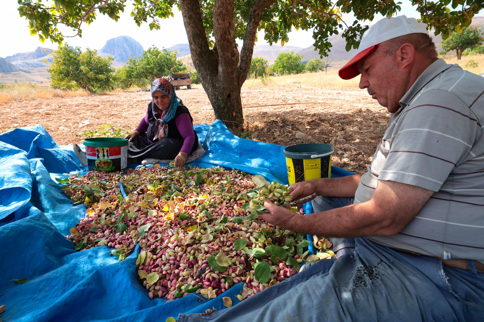 Malatya'da kayısıya alternatif olarak ekilmişti: 1,5 ton rekolte bekleniyor