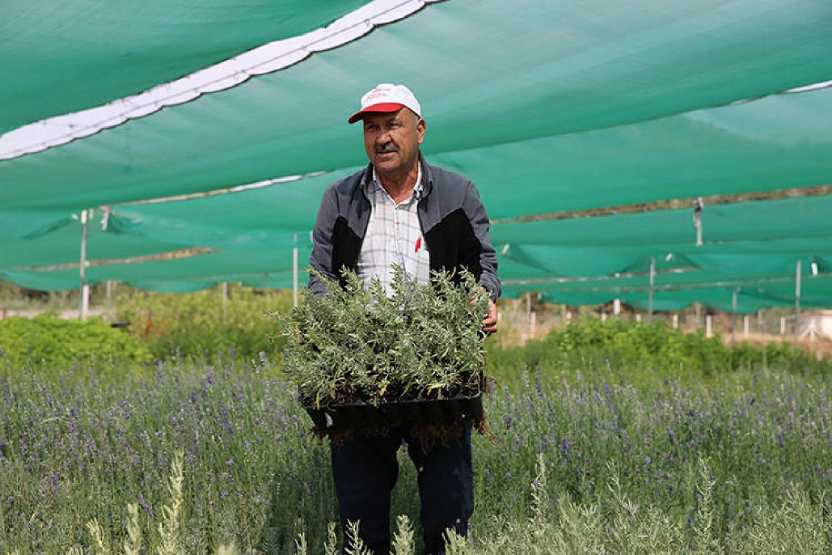 Malatya Meraları Tuz Çalısıyla Bereketleniyor: 200 Bin Fidan Gönderildi