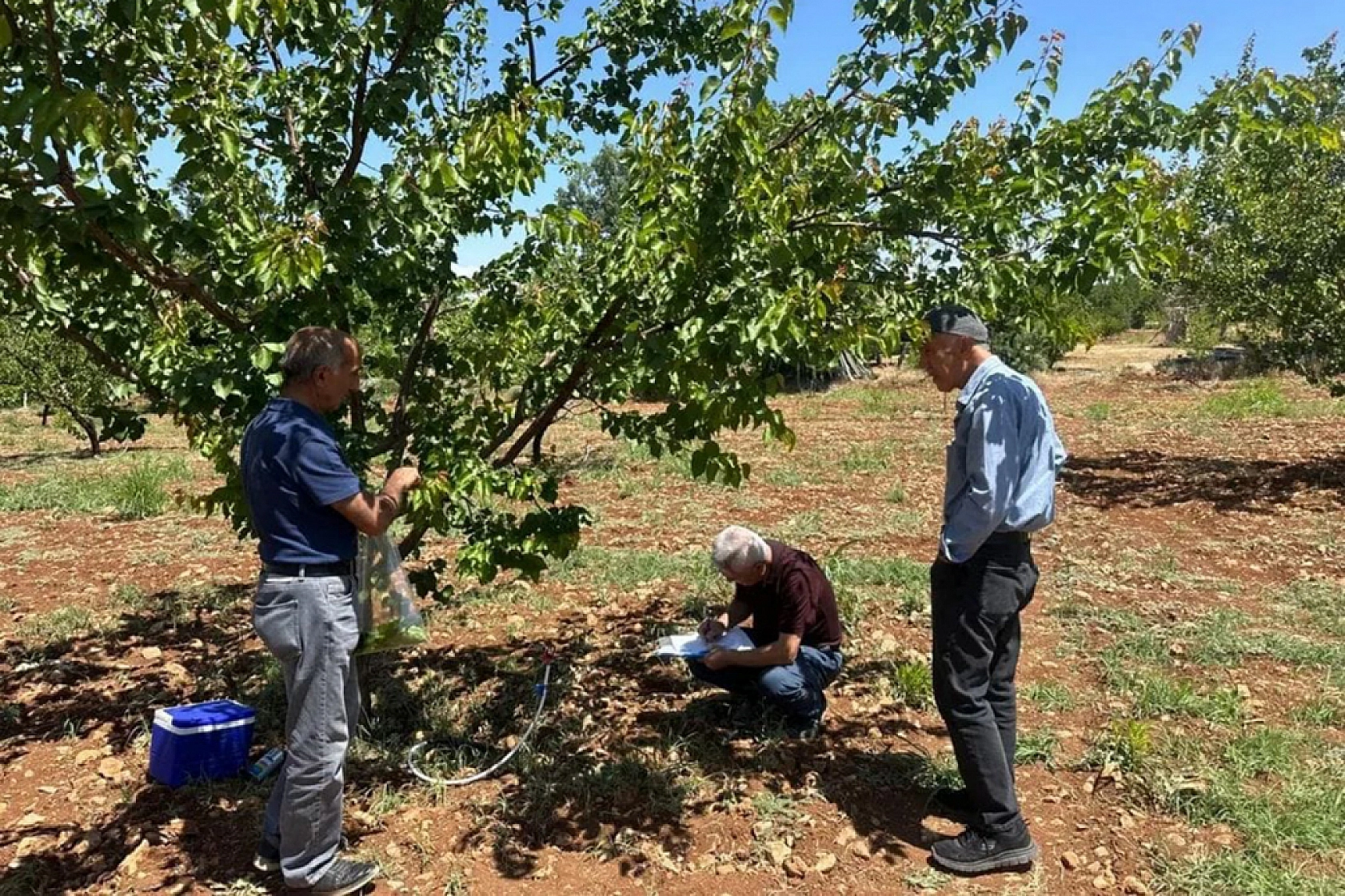 Şarka virüsü için alarm: Malatya'da 154 numune incelendi