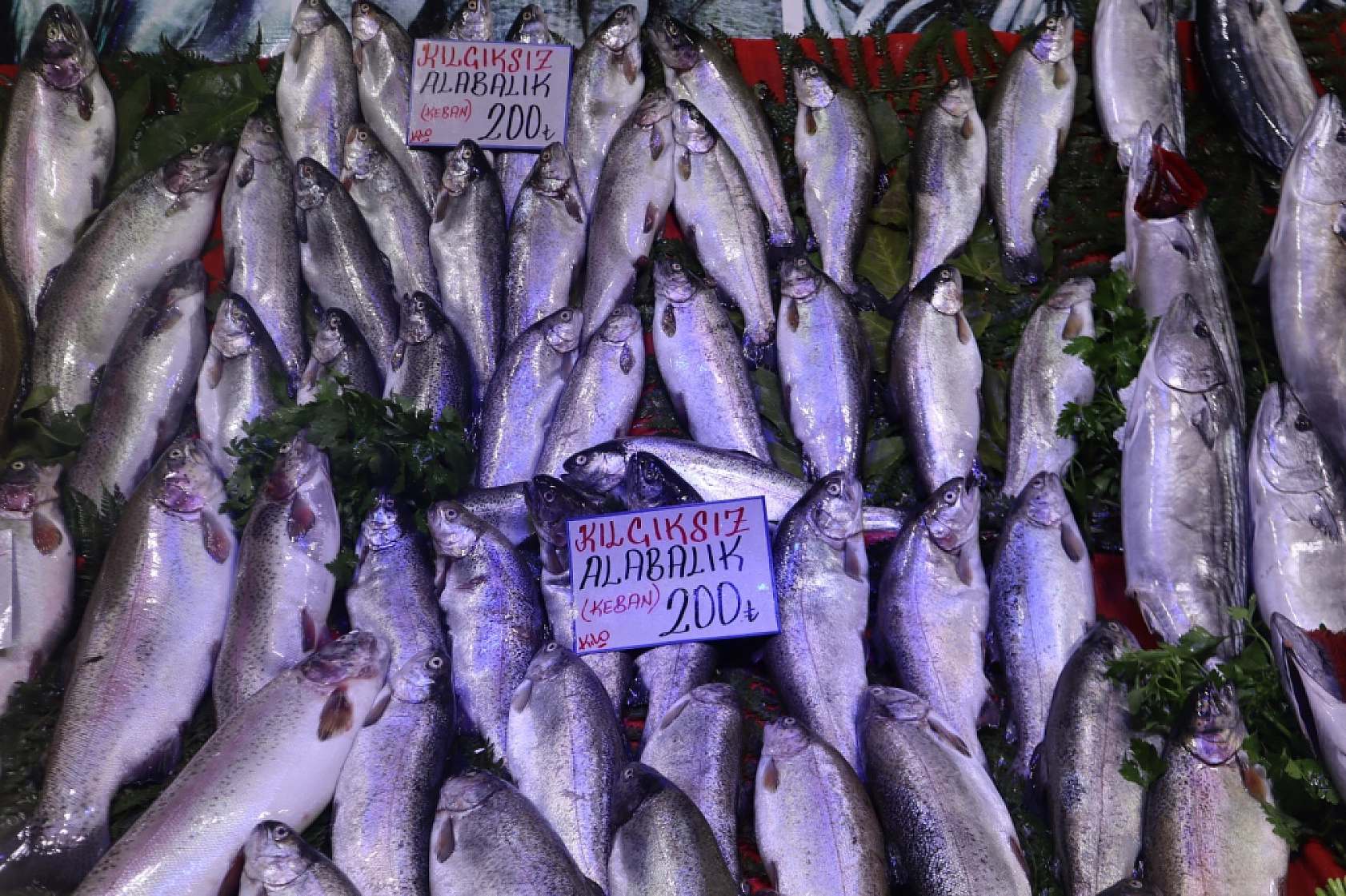 Balık Pazarlarında Fiyat Artışı! En Ucuz Balık Hangisi? İşte Detaylar...