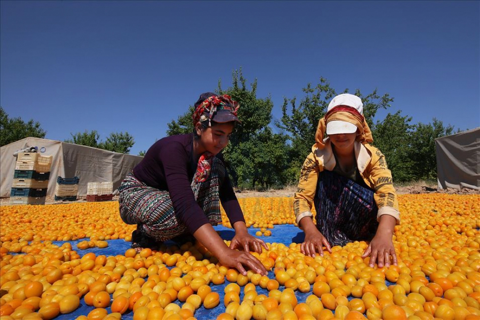Kayısı sezonunu umutla bekliyorlardı: Zirai don emeklileri de vurdu