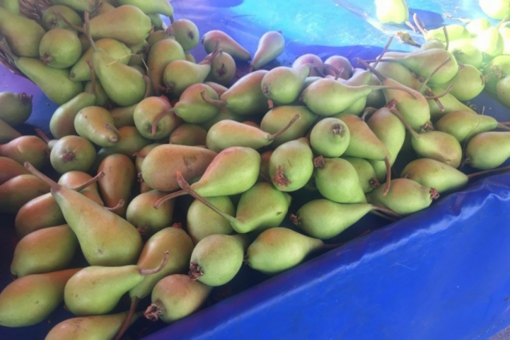 Malatya Hal Pazarı Fiyatları Açıklandı: En Ucuz Sebze ve Meyveler Belli Oldu