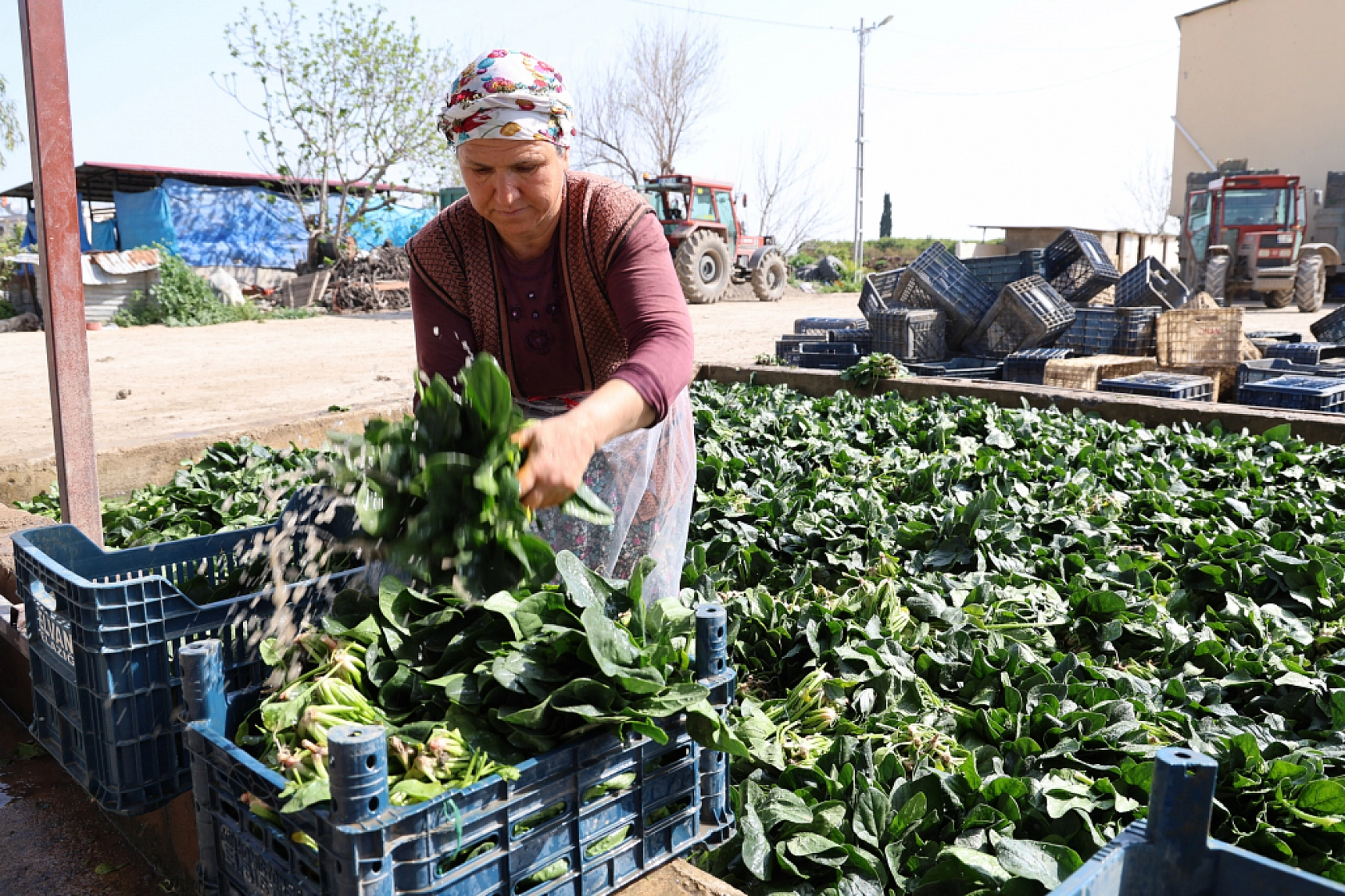 Adanalılar üretiyor! Malatyalılar tüketiyor..!