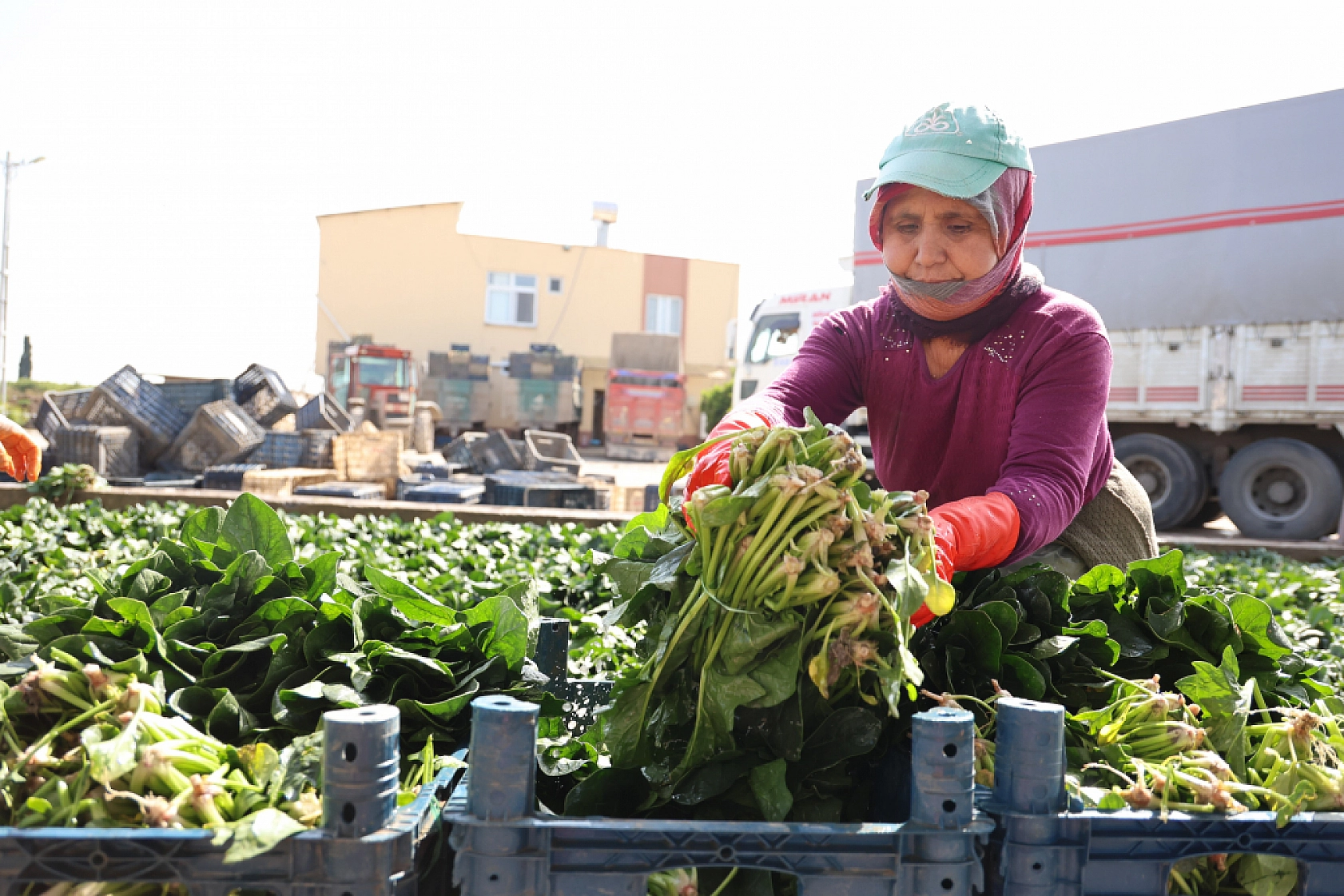 Adanalılar üretiyor! Malatyalılar tüketiyor..!