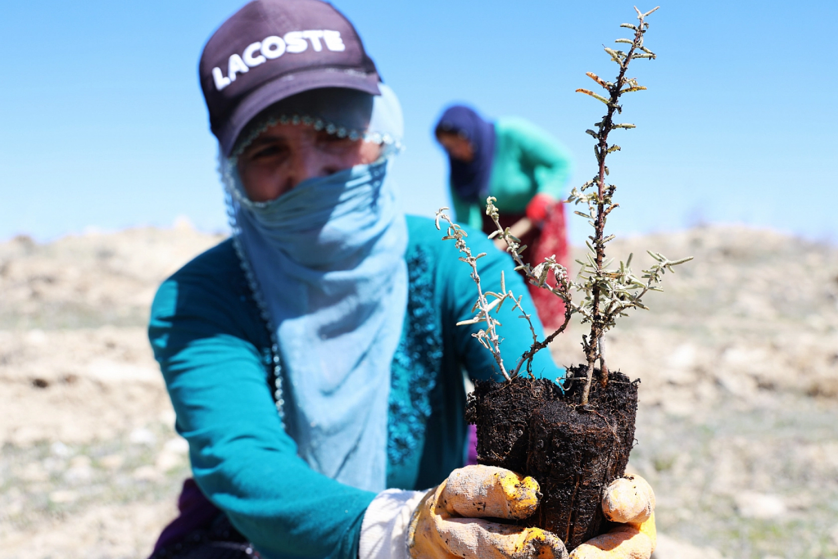 Elazığ, Malatya ve Kahramanmaraş pilot il seçildi! İlk kez bu illere ekilecek!