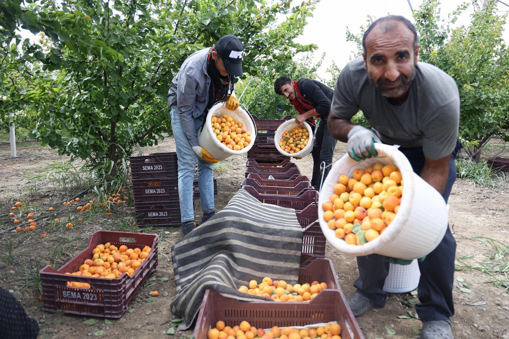 Kayısı Hasadı Başladı! Tarlada 20 TL'den satılıyor..!