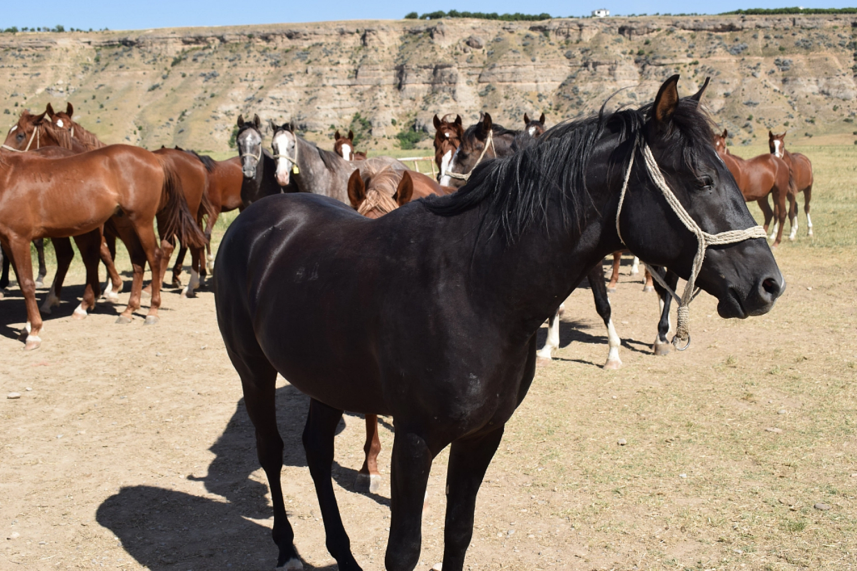 Malatya'nın Ünlü Arap Yarış Tayları Satışa Çıkıyor