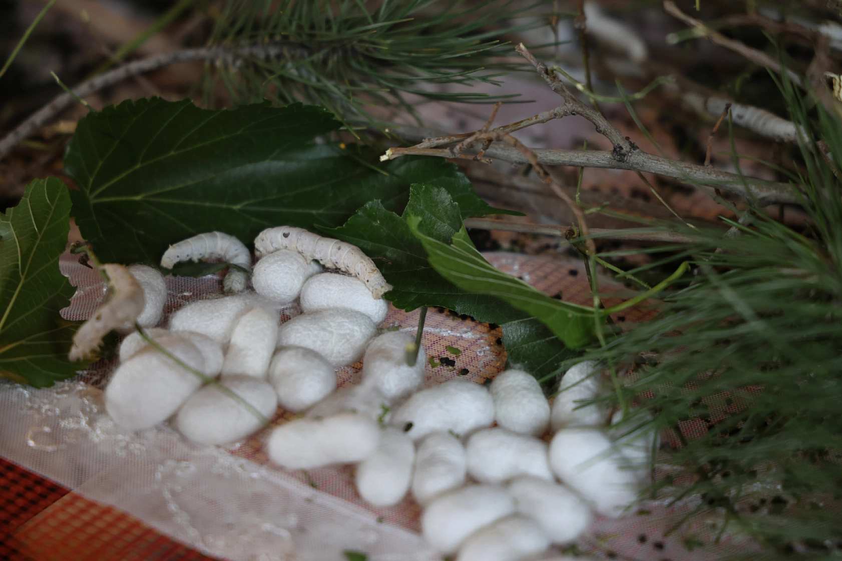 Sırrı Babaannesinden Aldı, Hayalini Gerçekleştirdi!