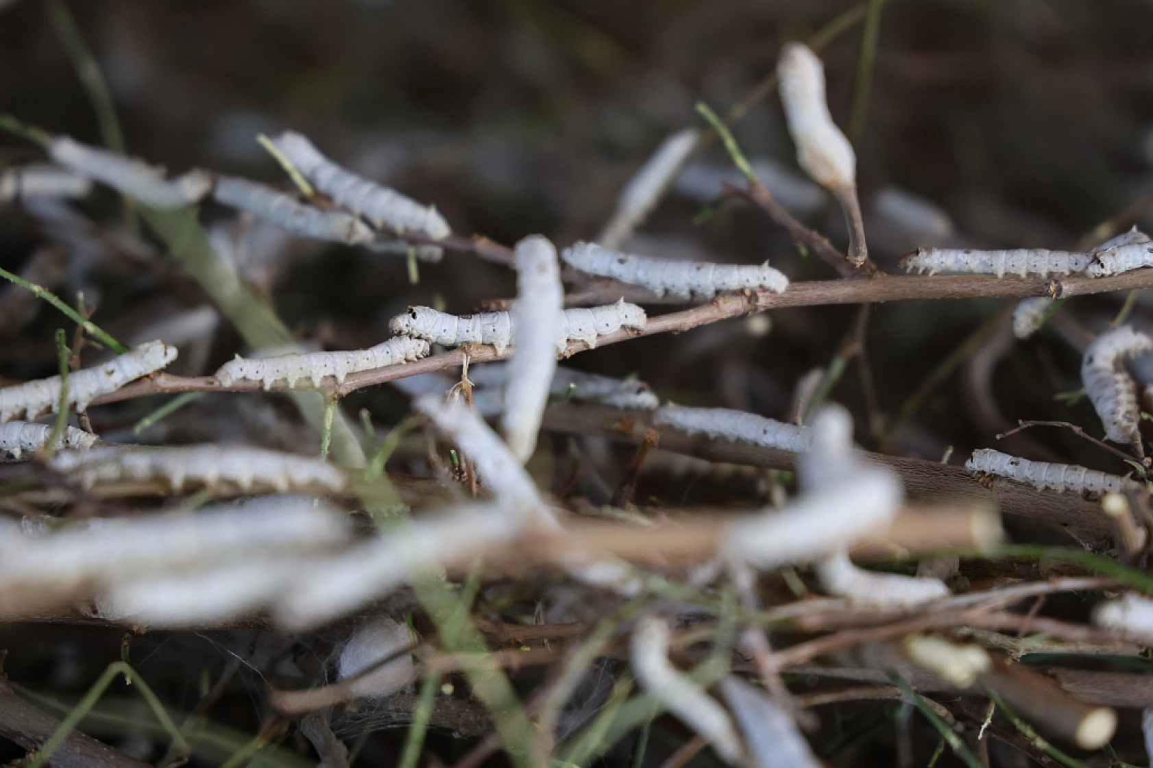 Sırrı Babaannesinden Aldı, Hayalini Gerçekleştirdi!