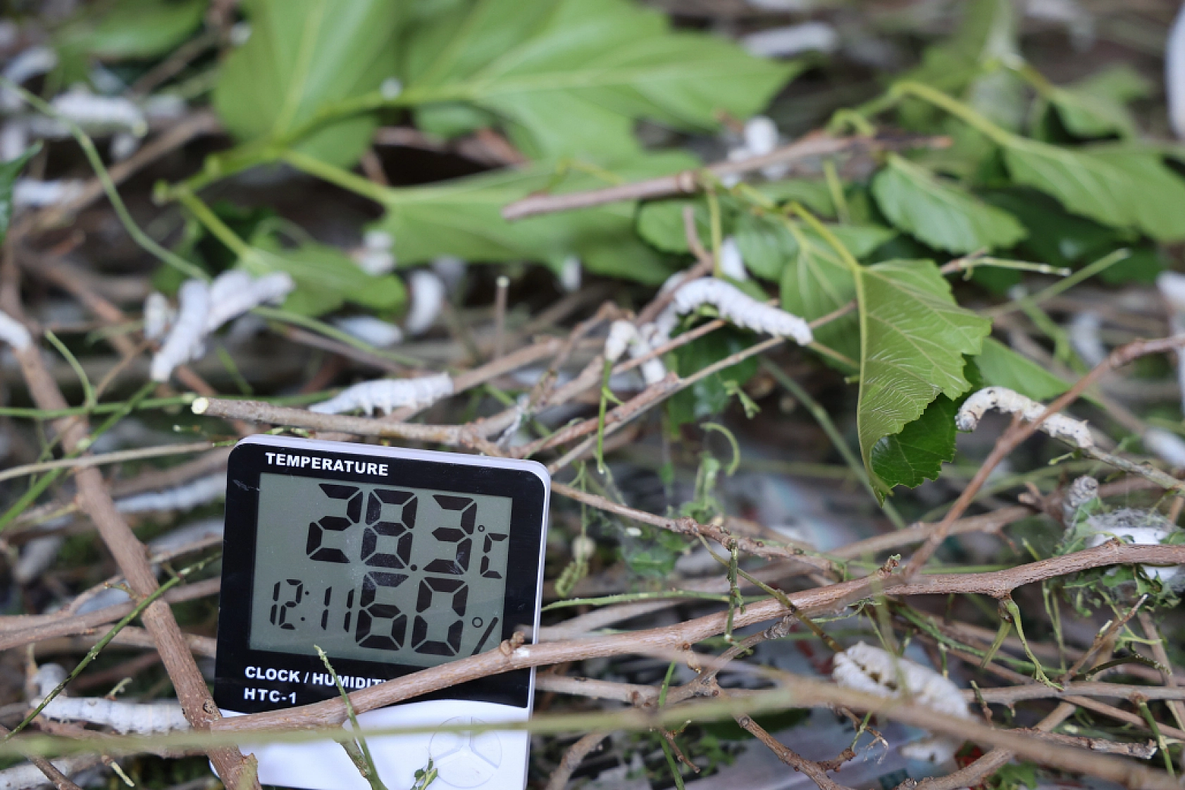 Sırrı Babaannesinden Aldı, Hayalini Gerçekleştirdi!