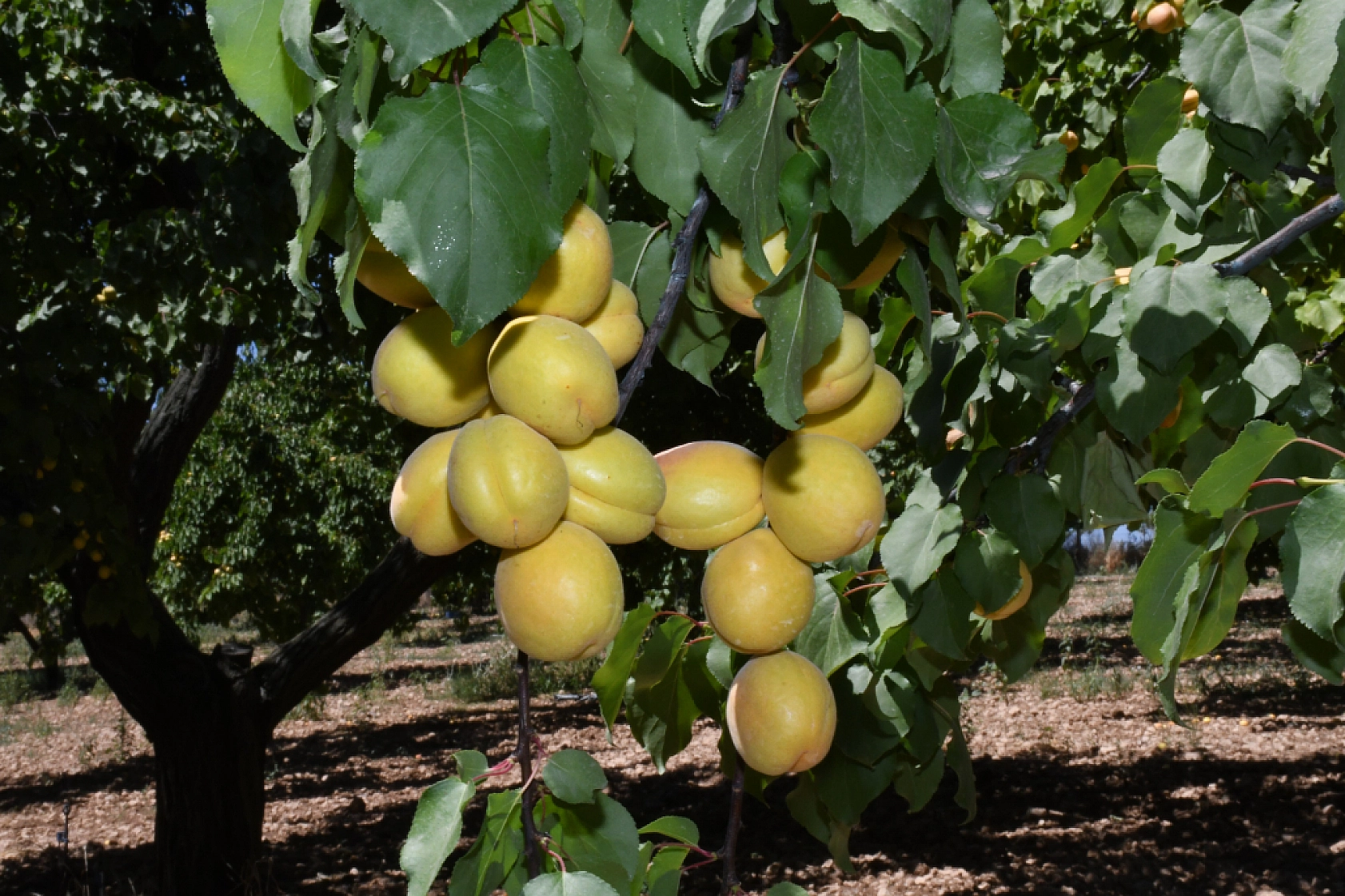 Türkiye'de Uygulanan Yasak! Malatya Kayısısını Vurdu..