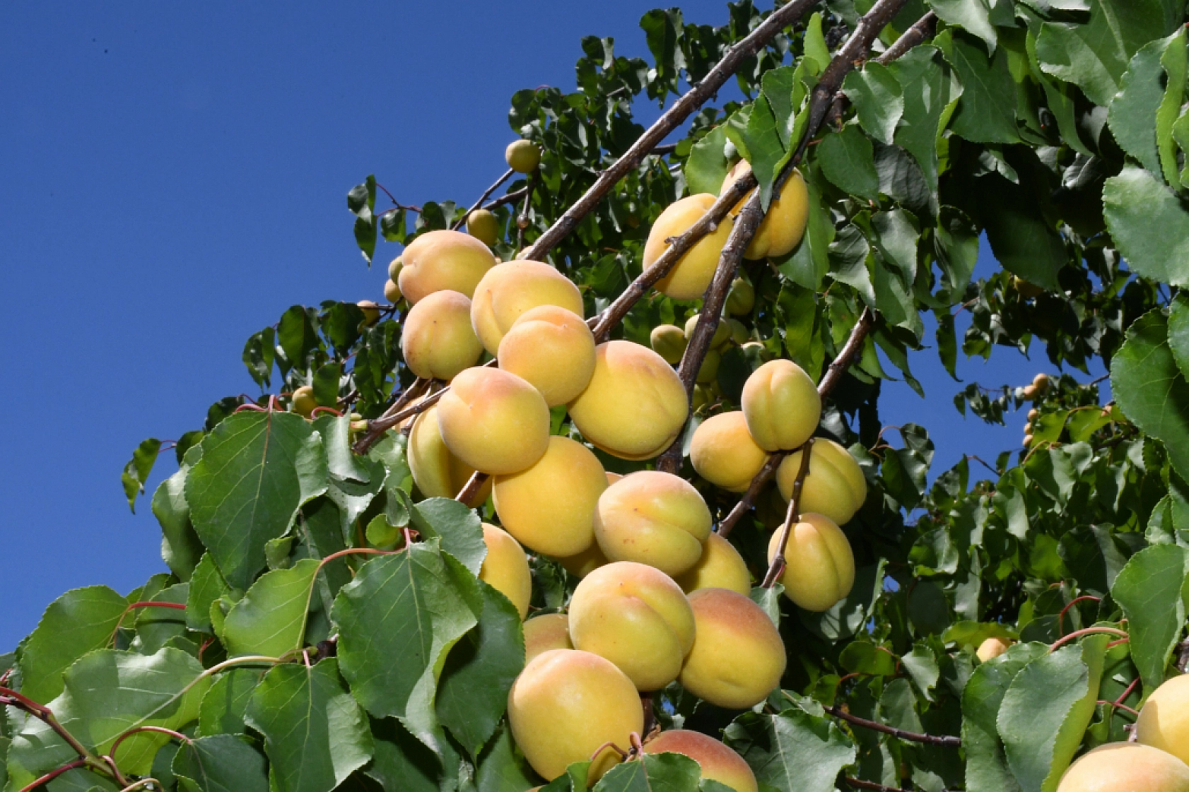 Kayısı da Malatya Gibi Çığlık Atıyor: Malatya'nın Altın Değeri Yarıya İndi...!