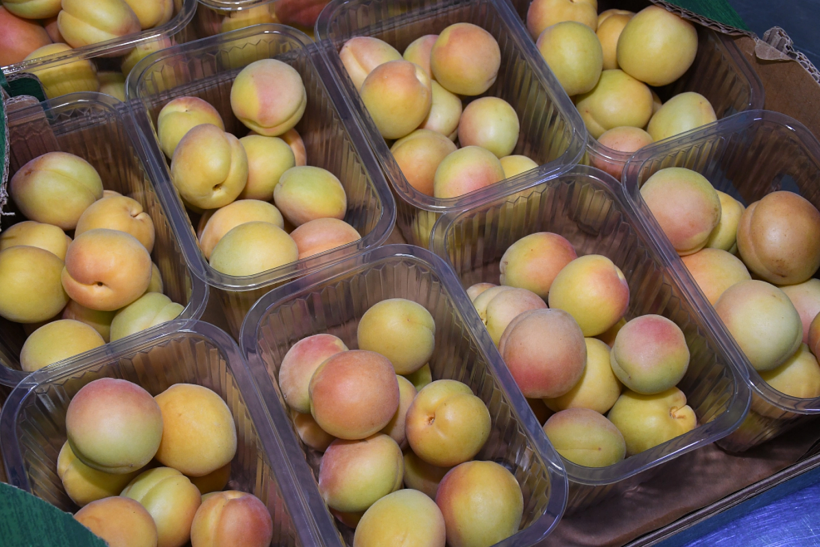 Kayısı da Malatya Gibi Çığlık Atıyor: Malatya'nın Altın Değeri Yarıya İndi...!