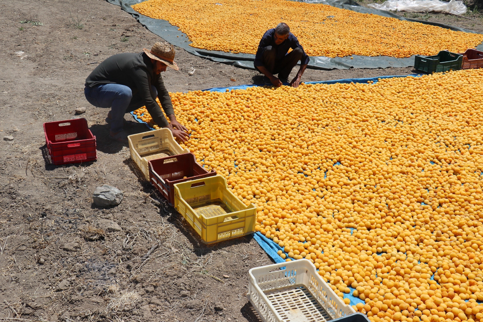 Malatya'da Yetişiyor Faydaları Saymakla Bitmiyor! Hem Lezzetli Hem Şifalı!