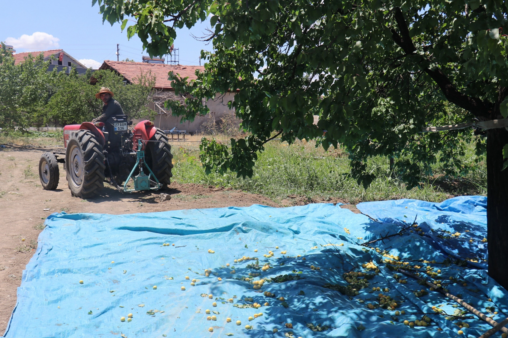 Malatya'da Yetişiyor Faydaları Saymakla Bitmiyor! Hem Lezzetli Hem Şifalı!