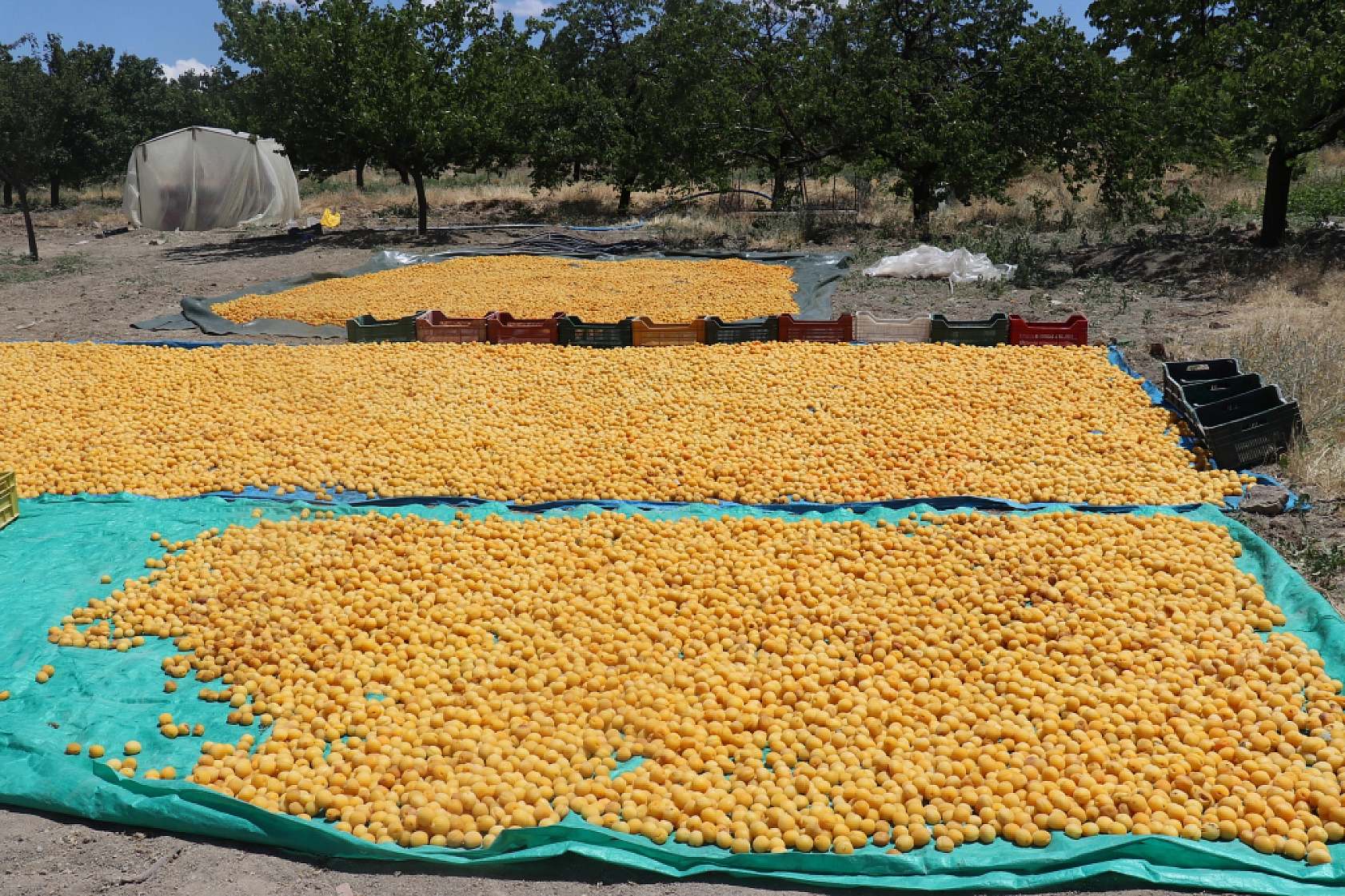 Malatya'da Yetişiyor Faydaları Saymakla Bitmiyor! Hem Lezzetli Hem Şifalı!