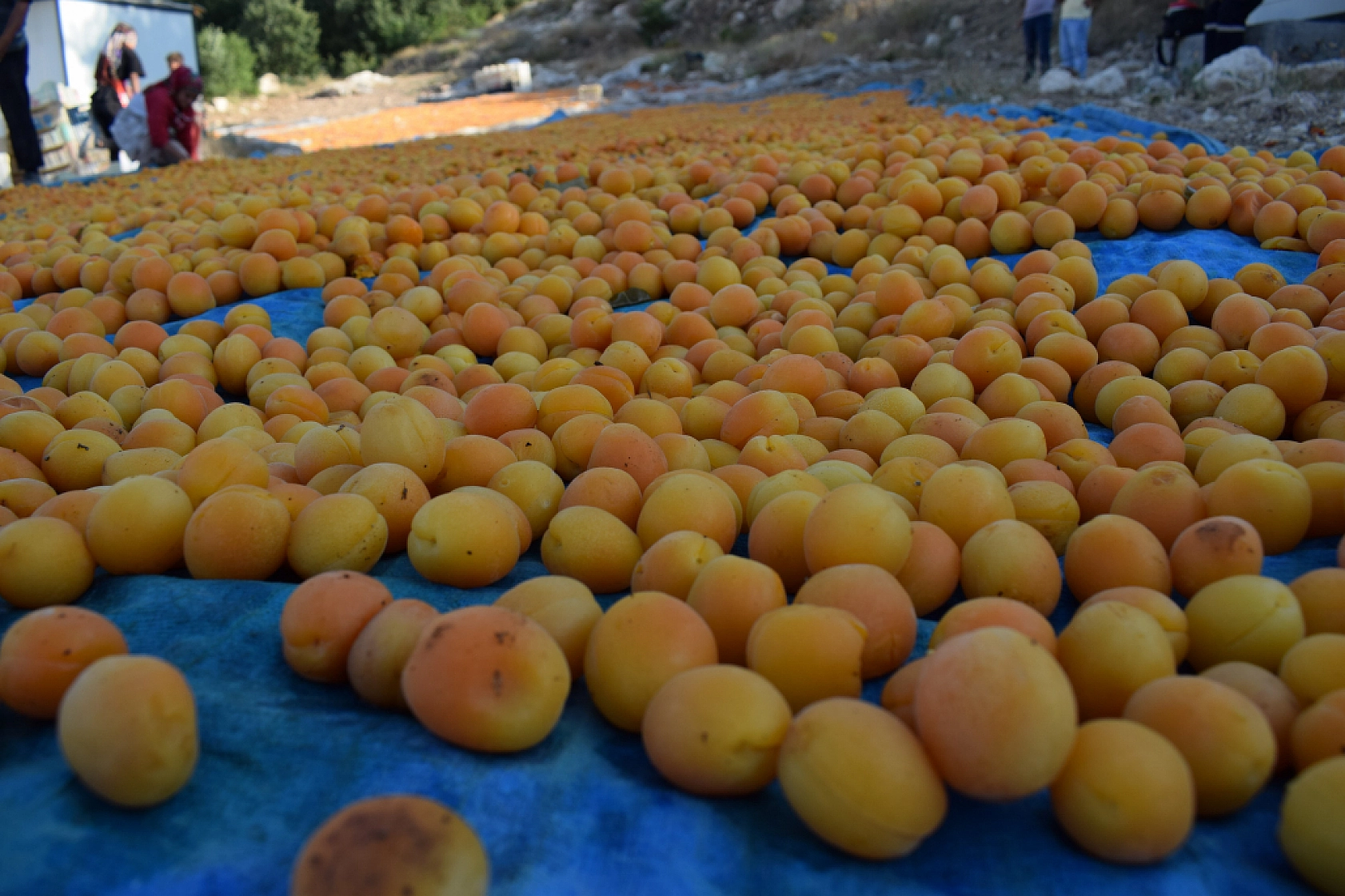 Dünyada üretimin yüzde 85'ini karşılıyor: Temmuz'da Başlayıp, Ağustos'ta Sona Yaklaşıyor...