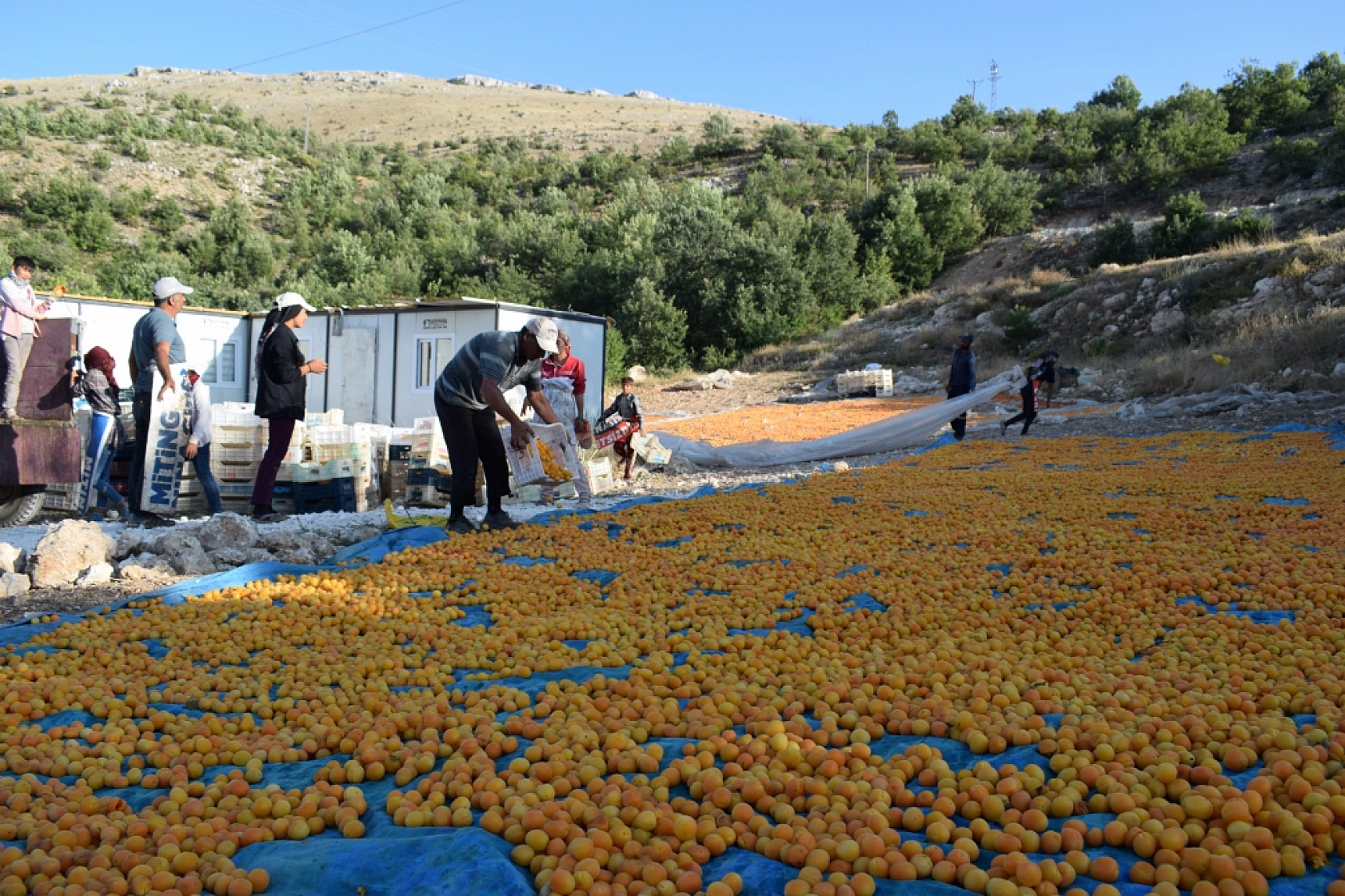 Dünyada üretimin yüzde 85'ini karşılıyor: Temmuz'da Başlayıp, Ağustos'ta Sona Yaklaşıyor...