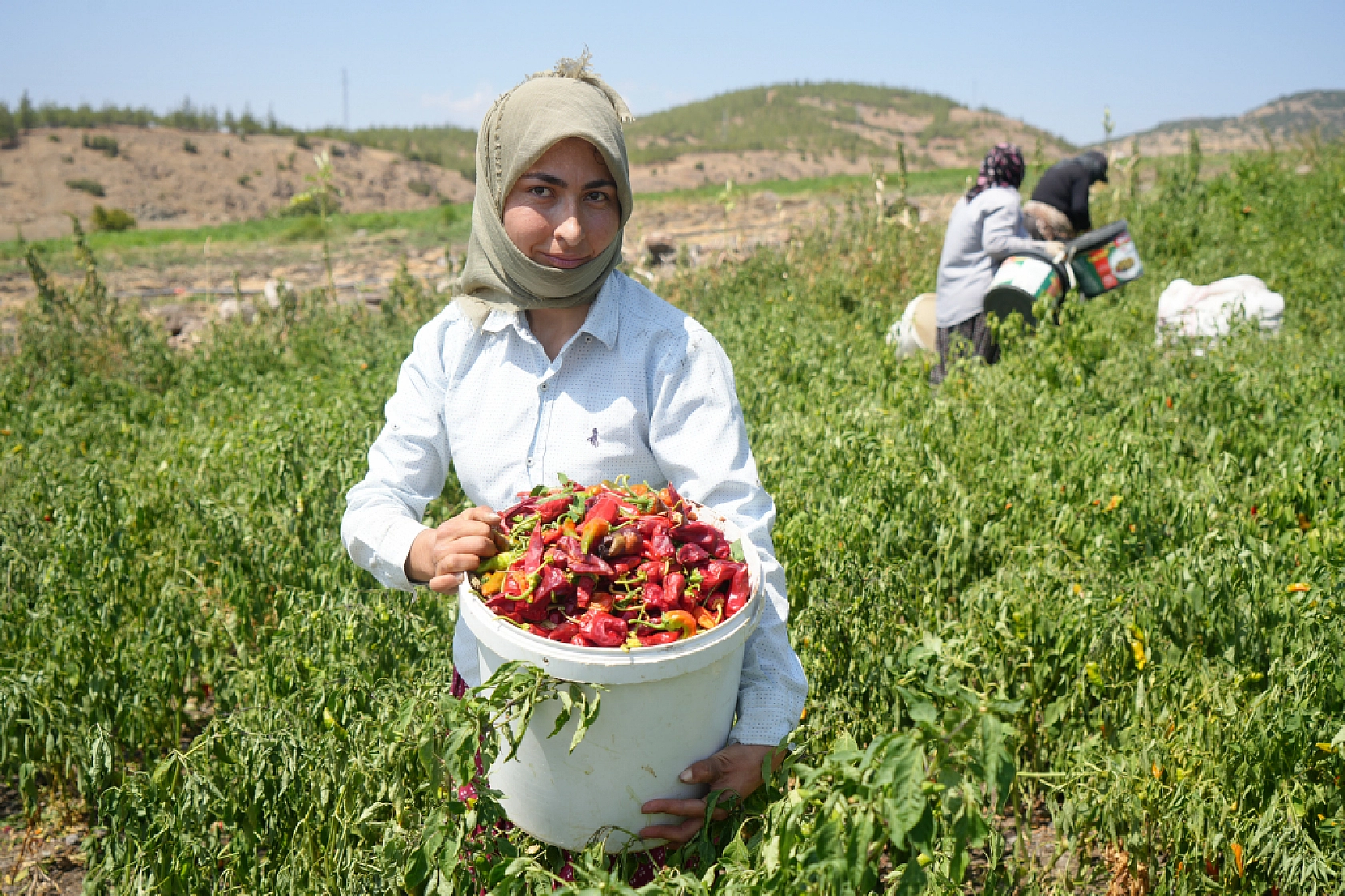 Yılın En Acı Hasadı Başladı..! Diyarbakır, Şanlıurfa, Malatya, Elazığ'ın İhtiyaçlarını Karşılıyor...