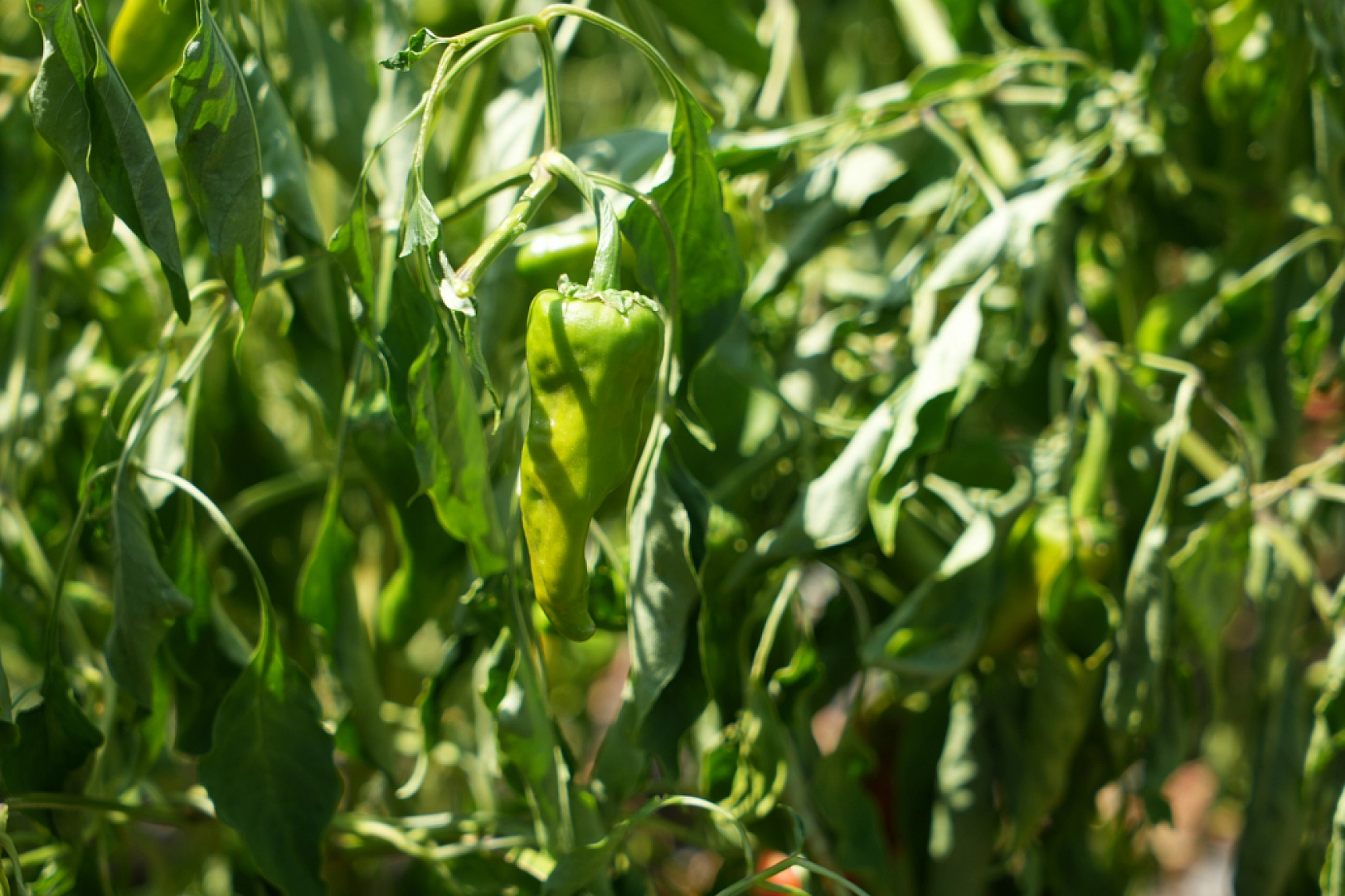 Yılın En Acı Hasadı Başladı..! Diyarbakır, Şanlıurfa, Malatya, Elazığ'ın İhtiyaçlarını Karşılıyor...