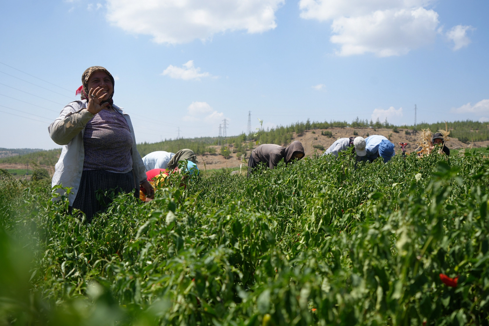 Yılın En Acı Hasadı Başladı..! Diyarbakır, Şanlıurfa, Malatya, Elazığ'ın İhtiyaçlarını Karşılıyor...