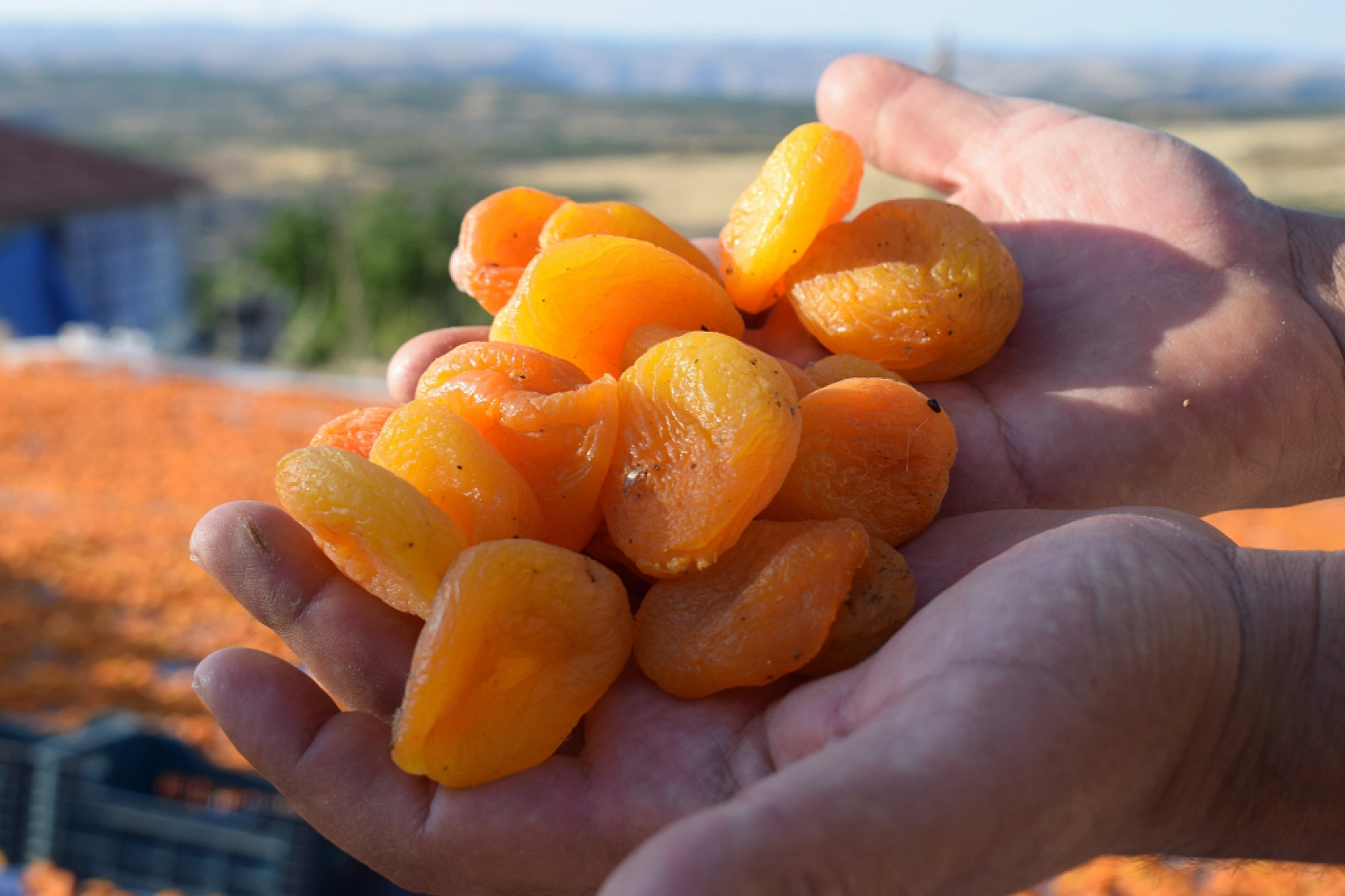 Malatya'nın Sarı Altını Beklentilerin Altında: 500 Milyon Dolarlık Hedef Havada Kaldı