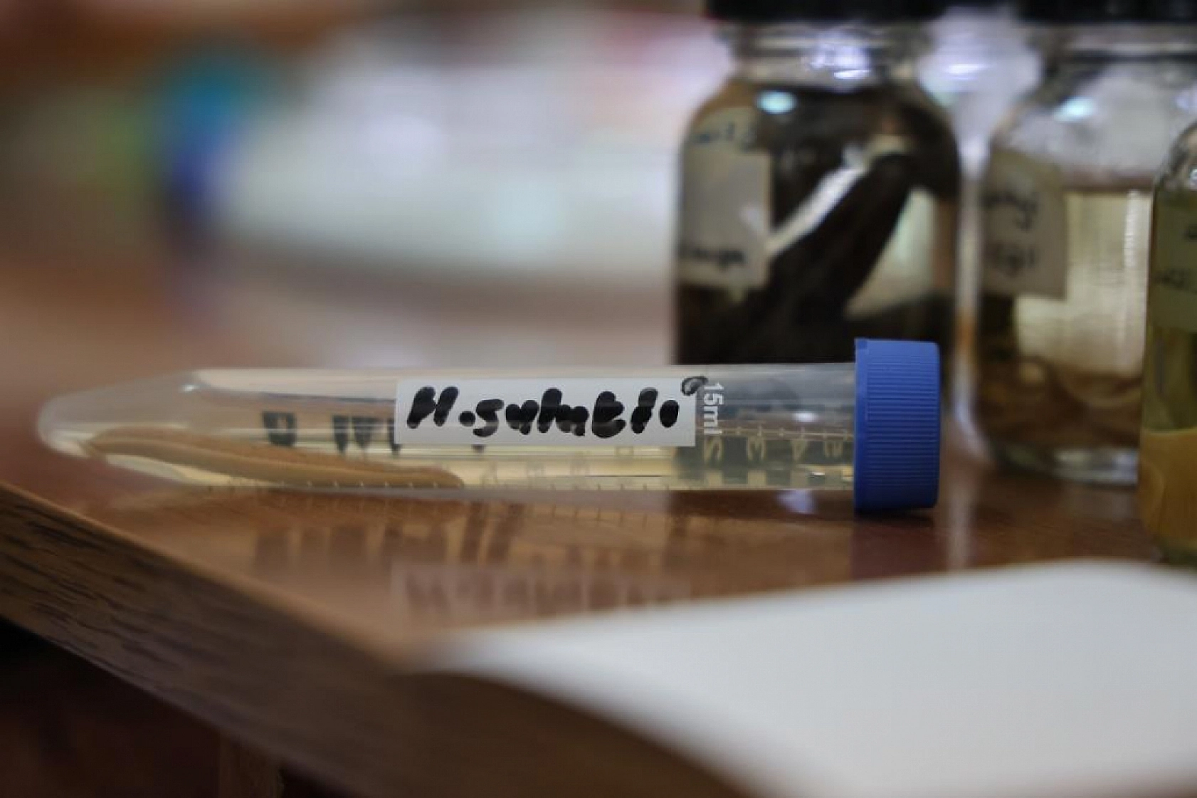 Fırat Üniversitesi'nden Büyük Keşif: Yeni Tıp Sülüğü Türü Dünya Literatüründe