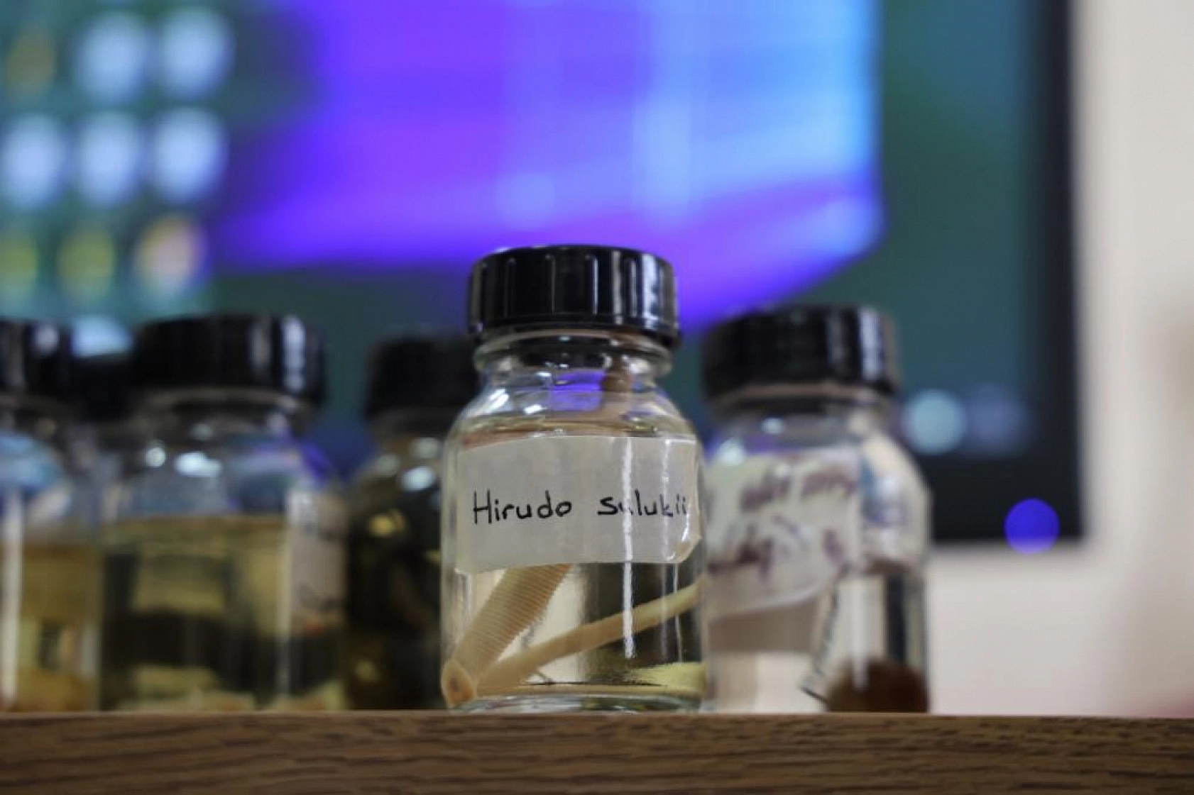 Fırat Üniversitesi'nden Büyük Keşif: Yeni Tıp Sülüğü Türü Dünya Literatüründe