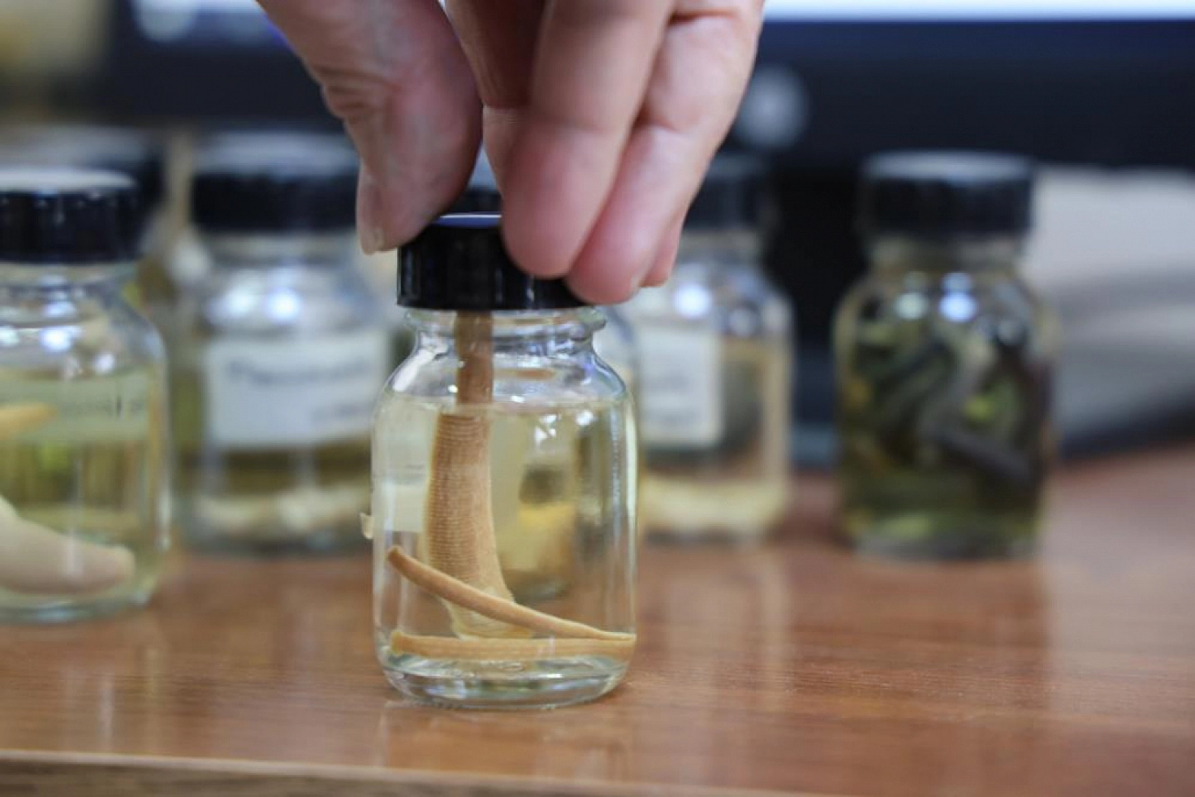 Fırat Üniversitesi'nden Büyük Keşif: Yeni Tıp Sülüğü Türü Dünya Literatüründe