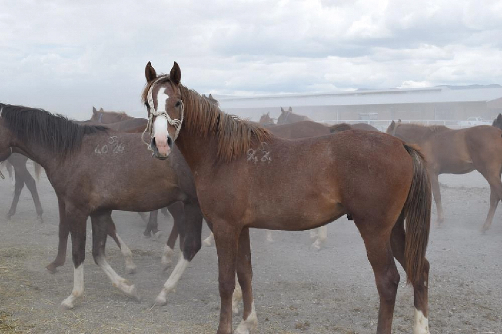 124 Arap tayı açık artırmayla satışa sunulacak!