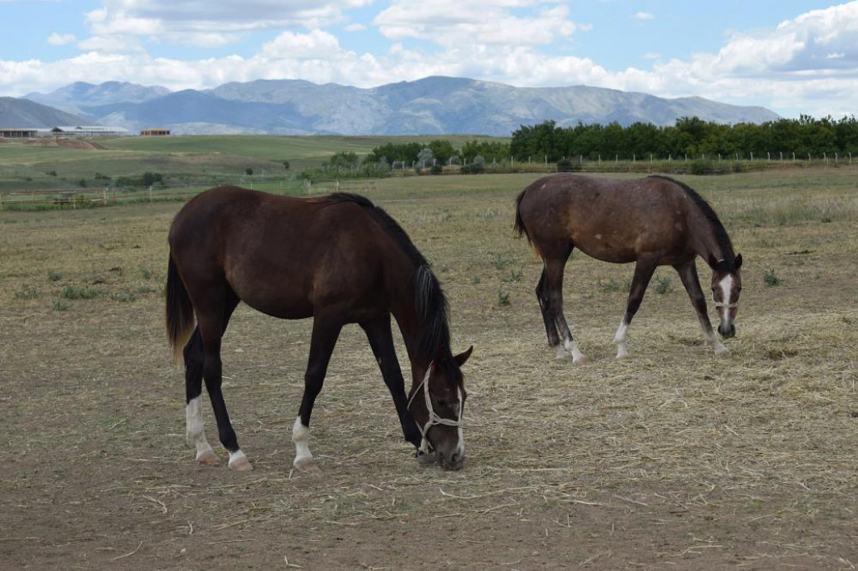 124 Arap tayı açık artırmayla satışa sunulacak!