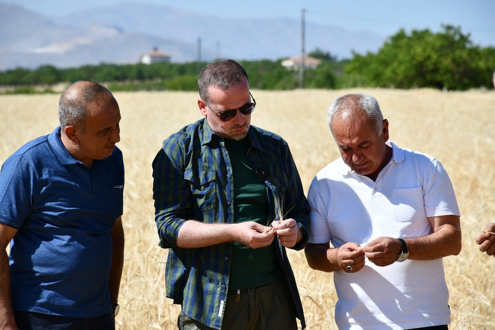 Buğday Üretimi Alarm Veriyor: Verim Yarı Yarıya Düştü| Çiftçi Destek Bekliyor!