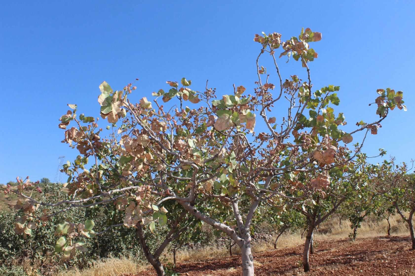 Zirai don kayısıyı, sıcaklar fıstığı vurdu: Malatya ve Siirt'te acı tablo!