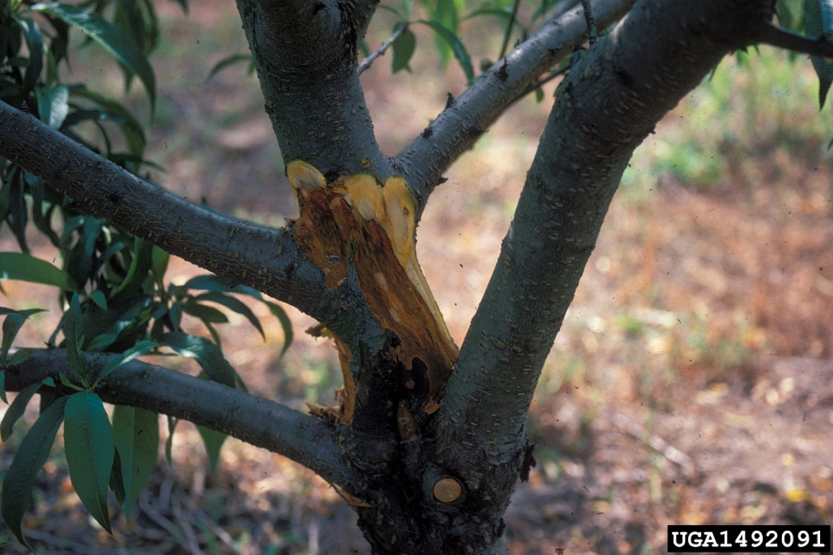 Kayısı üreticilerine kritik uyarı: Malatya'da ağaçlar boş kalabilir! Sakın ihmal etmeyin…